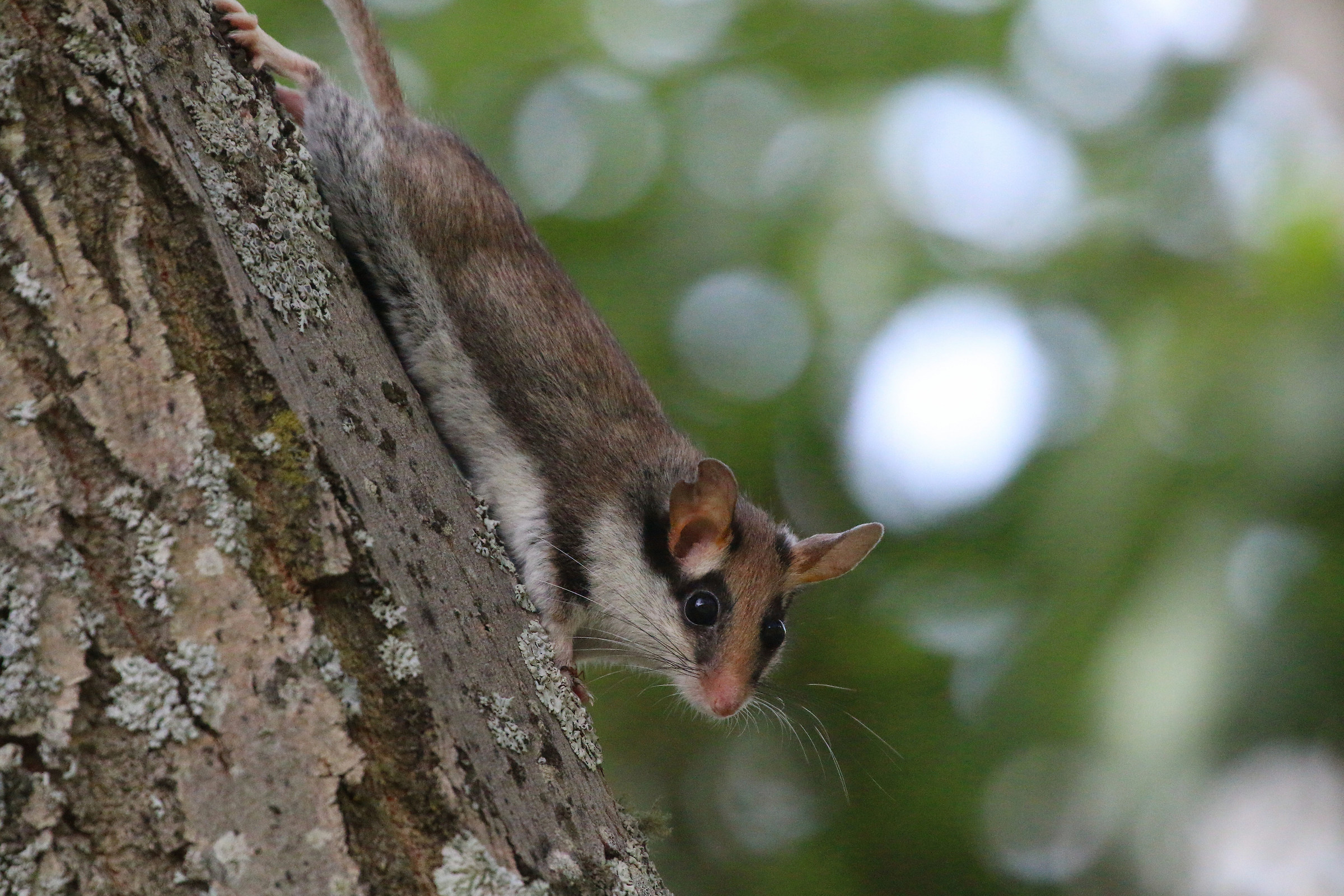 Dormouse