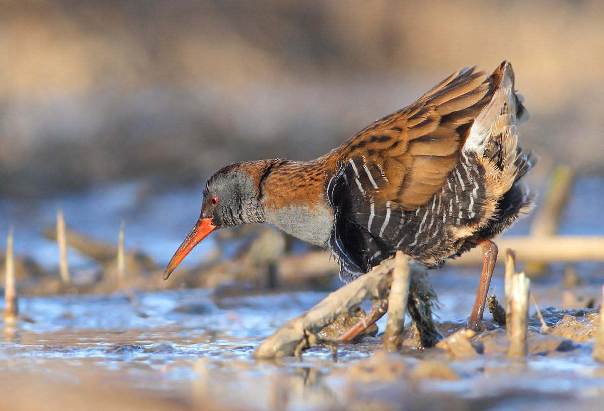 Water Rail