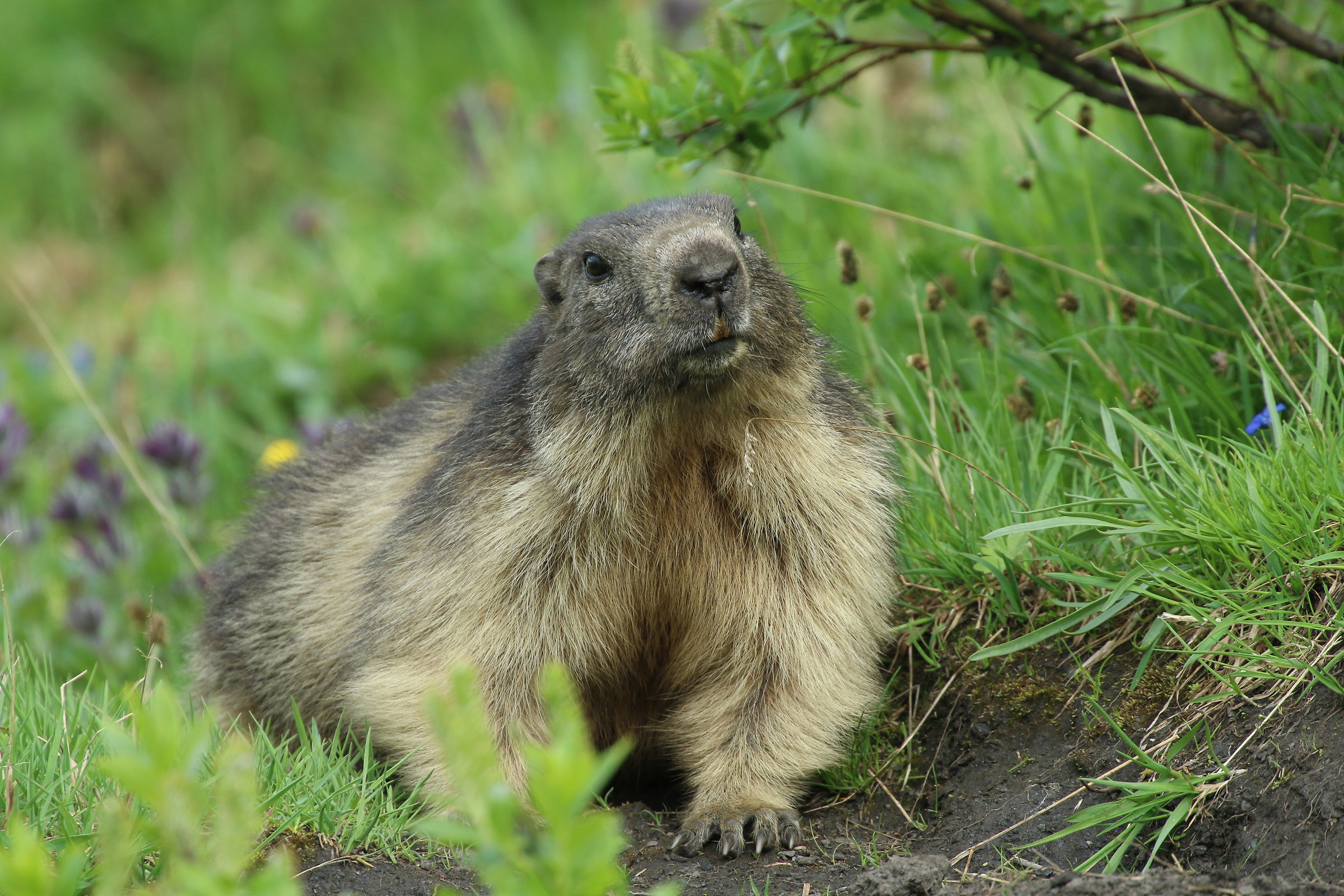 Big Marmot Size