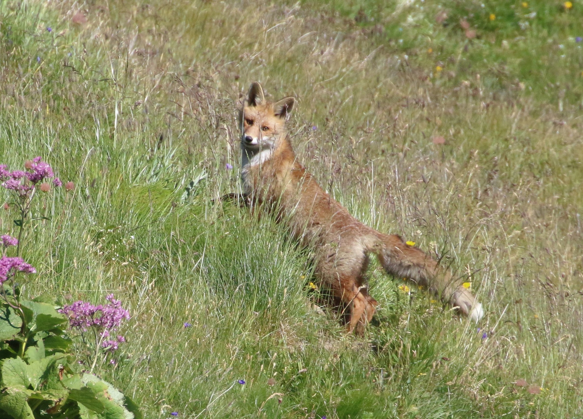 Fox