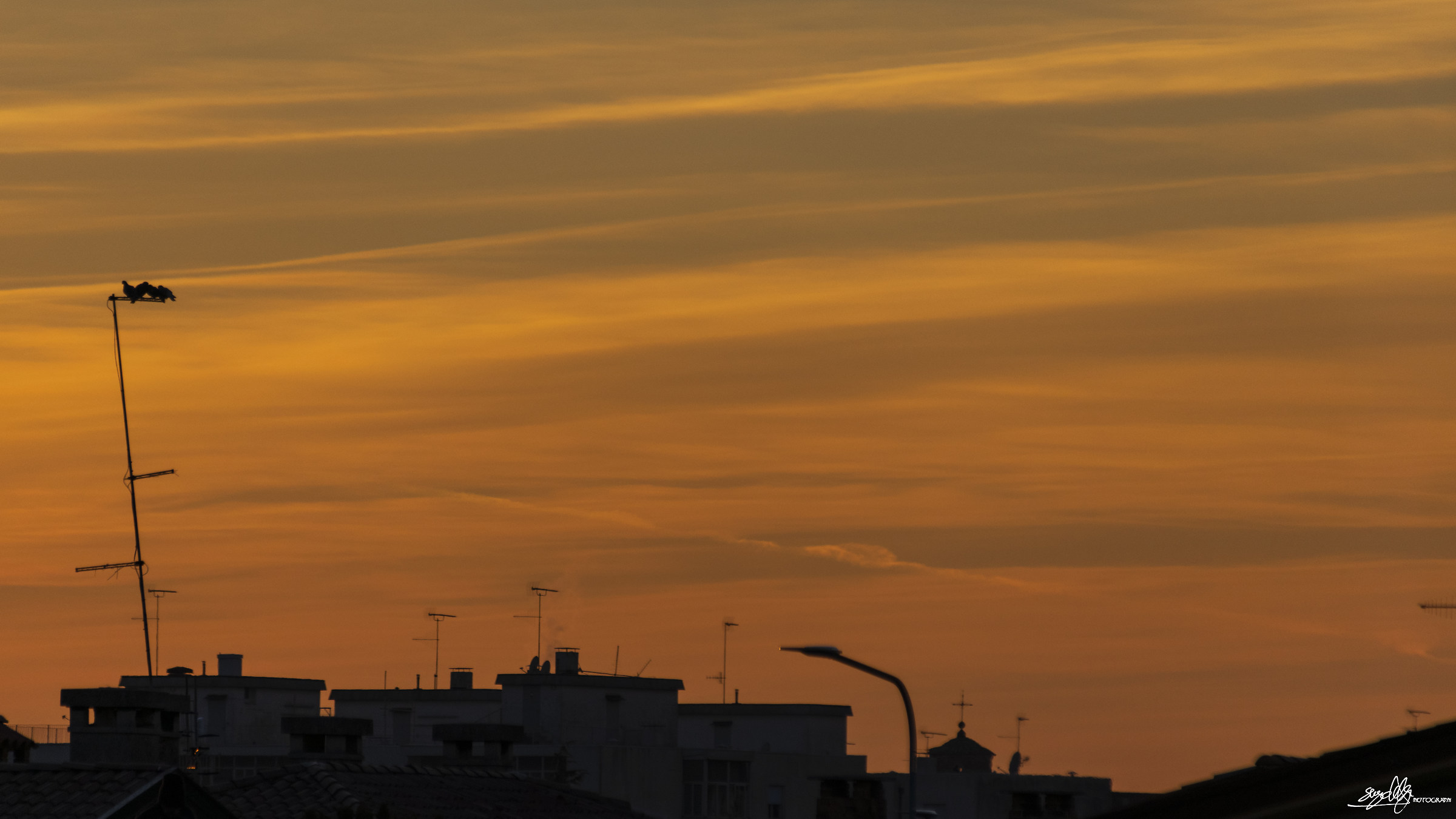 Tre piccioni con un tramonto