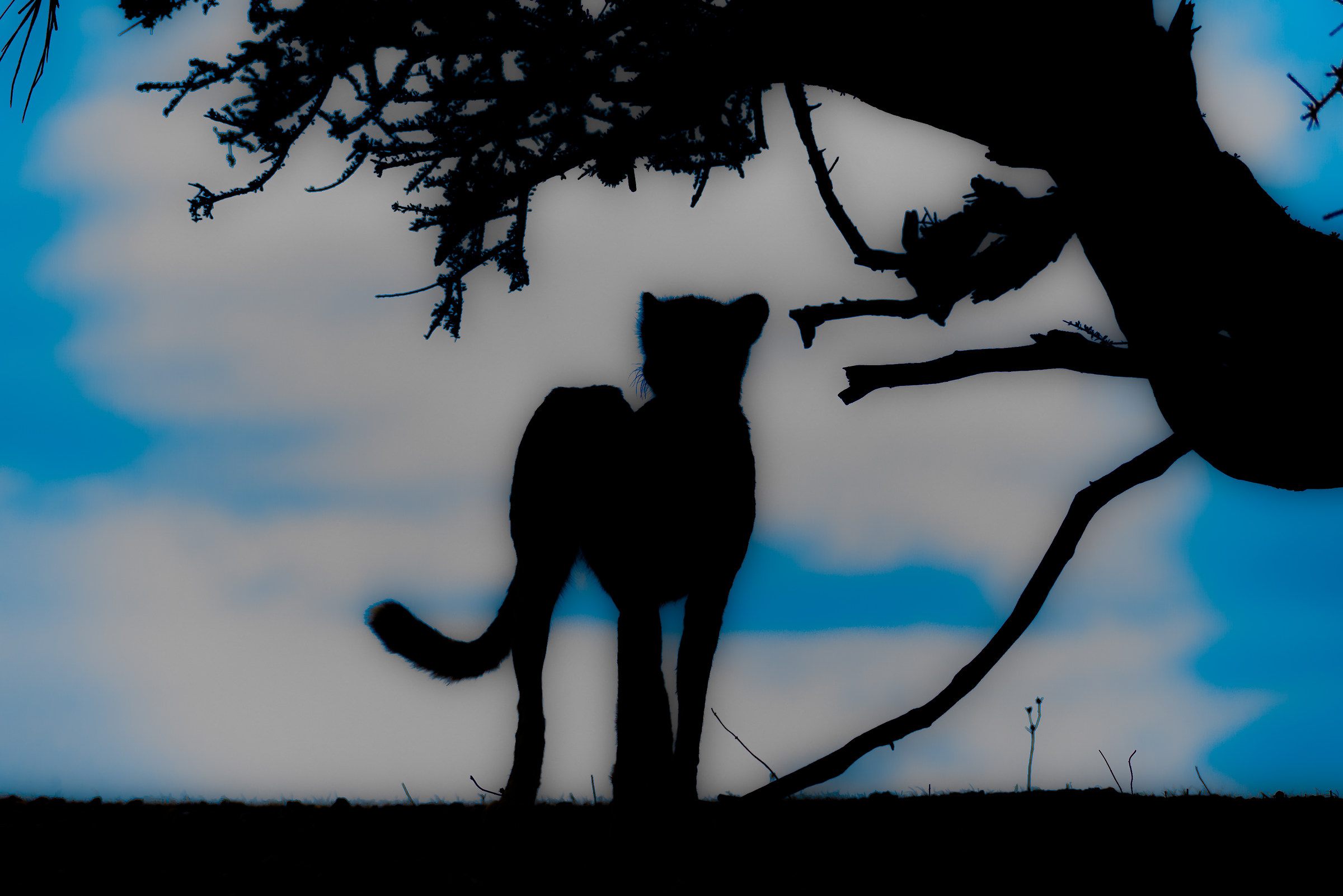 The Magic of Silhouette