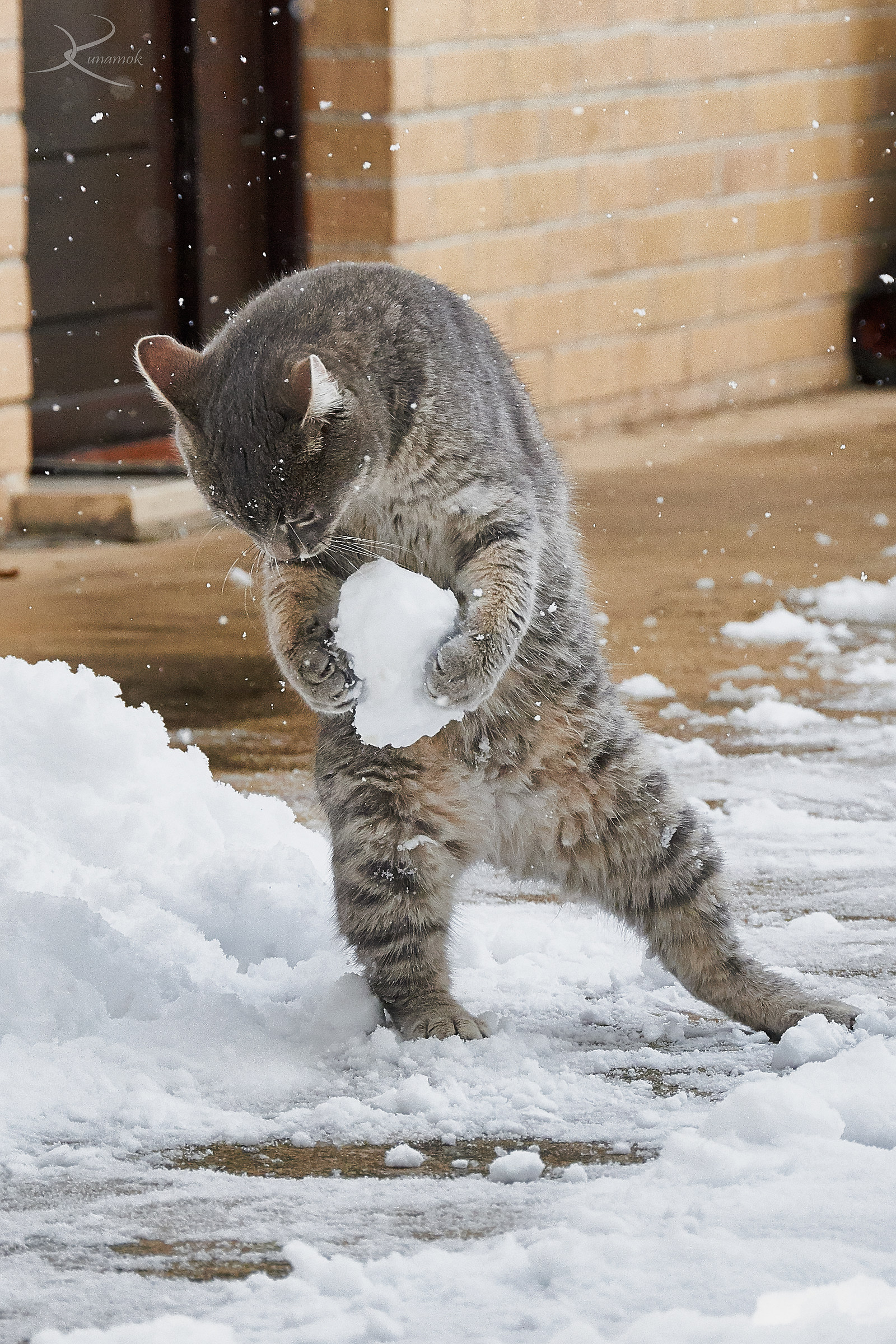 Il micio Pelù gioca con la neve del suo primo inverno