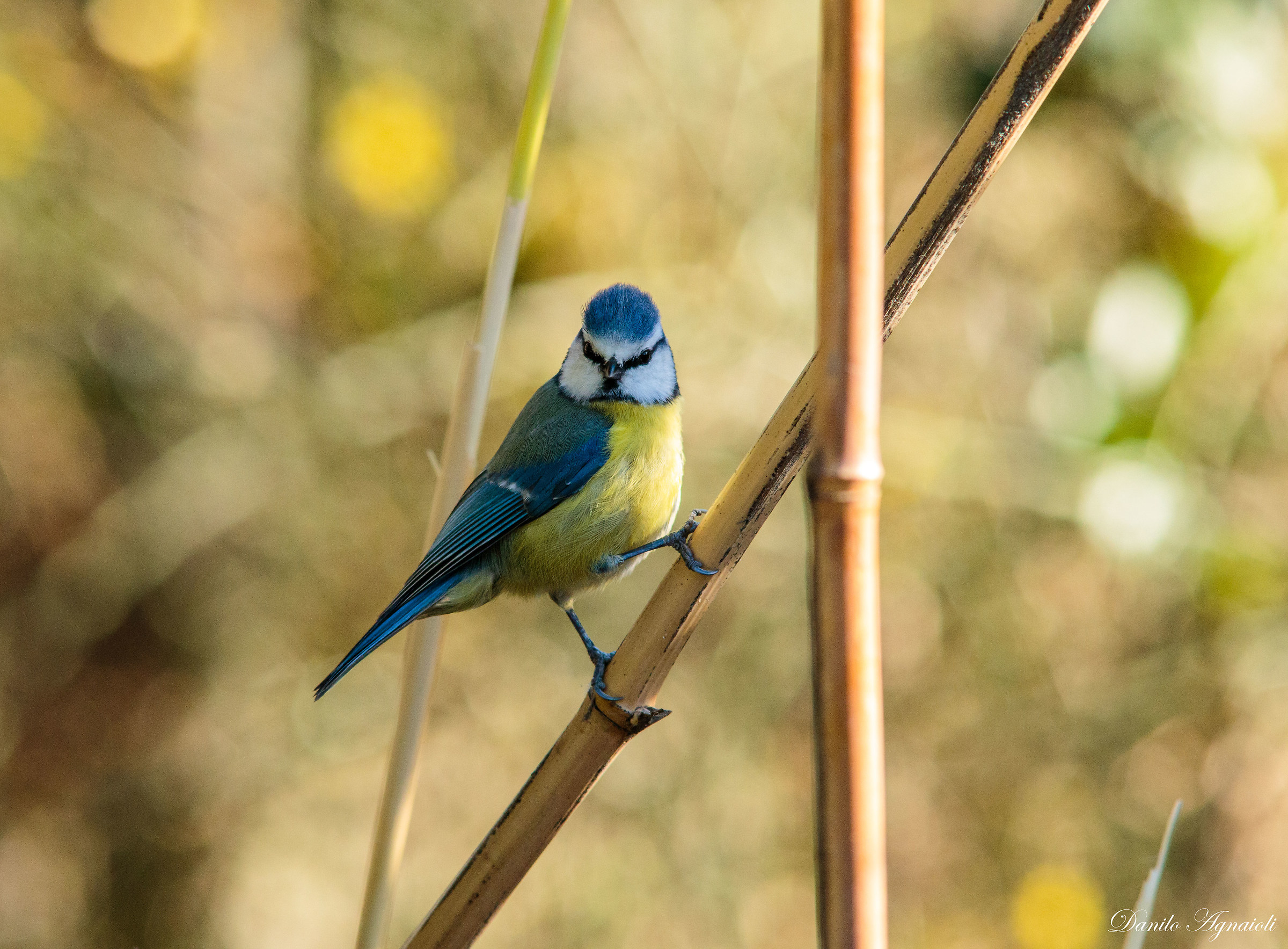 Blessed among the reeds! .... of Bambu '