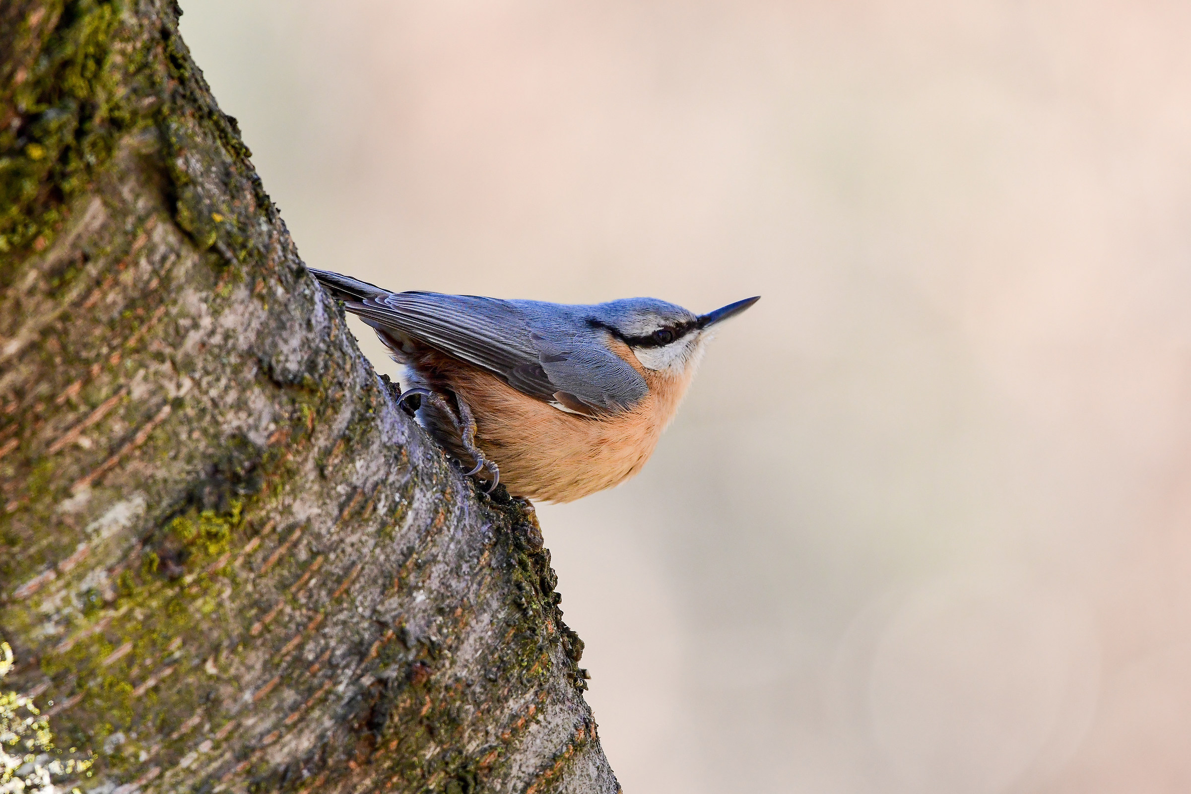 Nuthatch