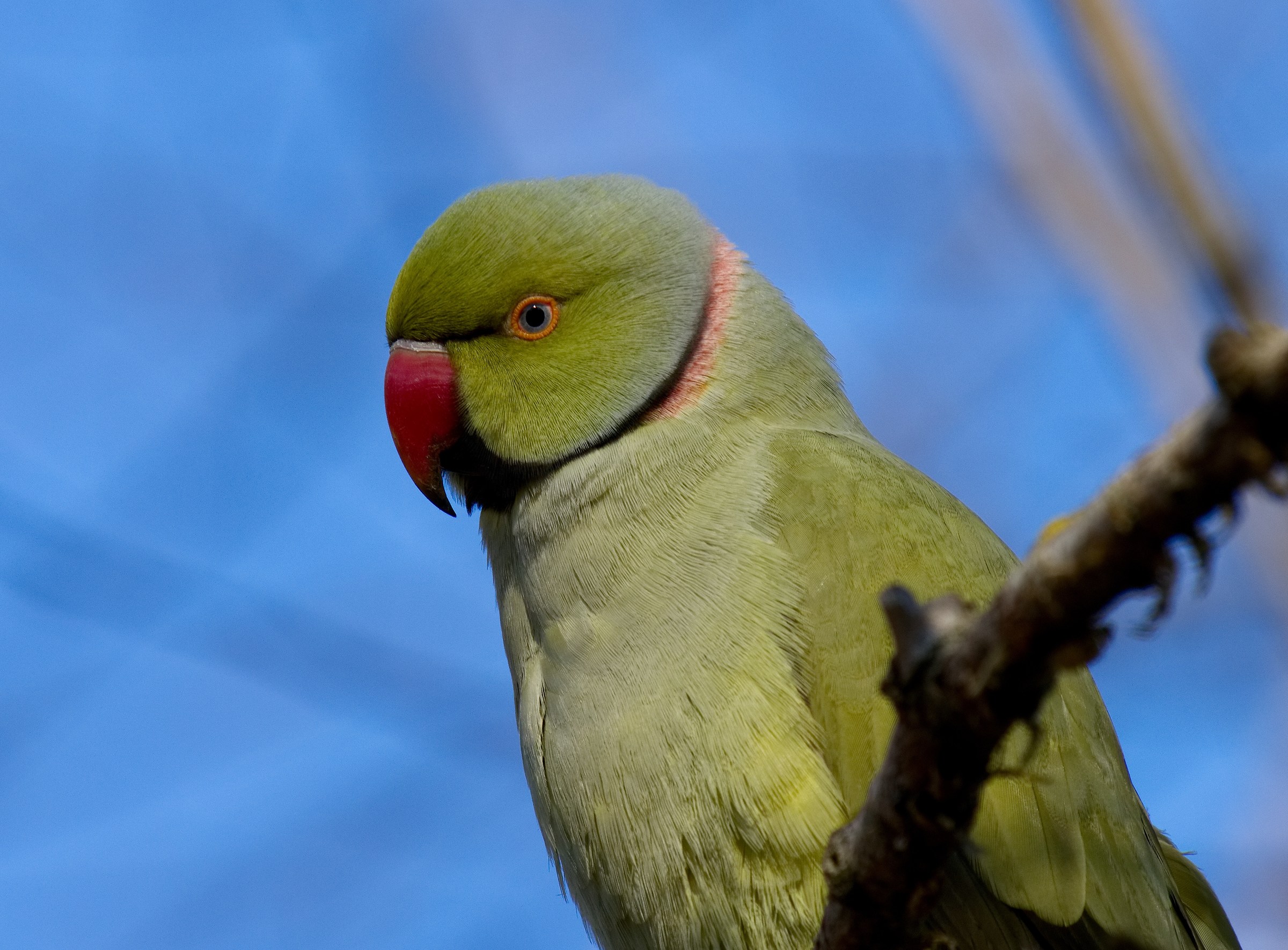 Parrocchetto al sole