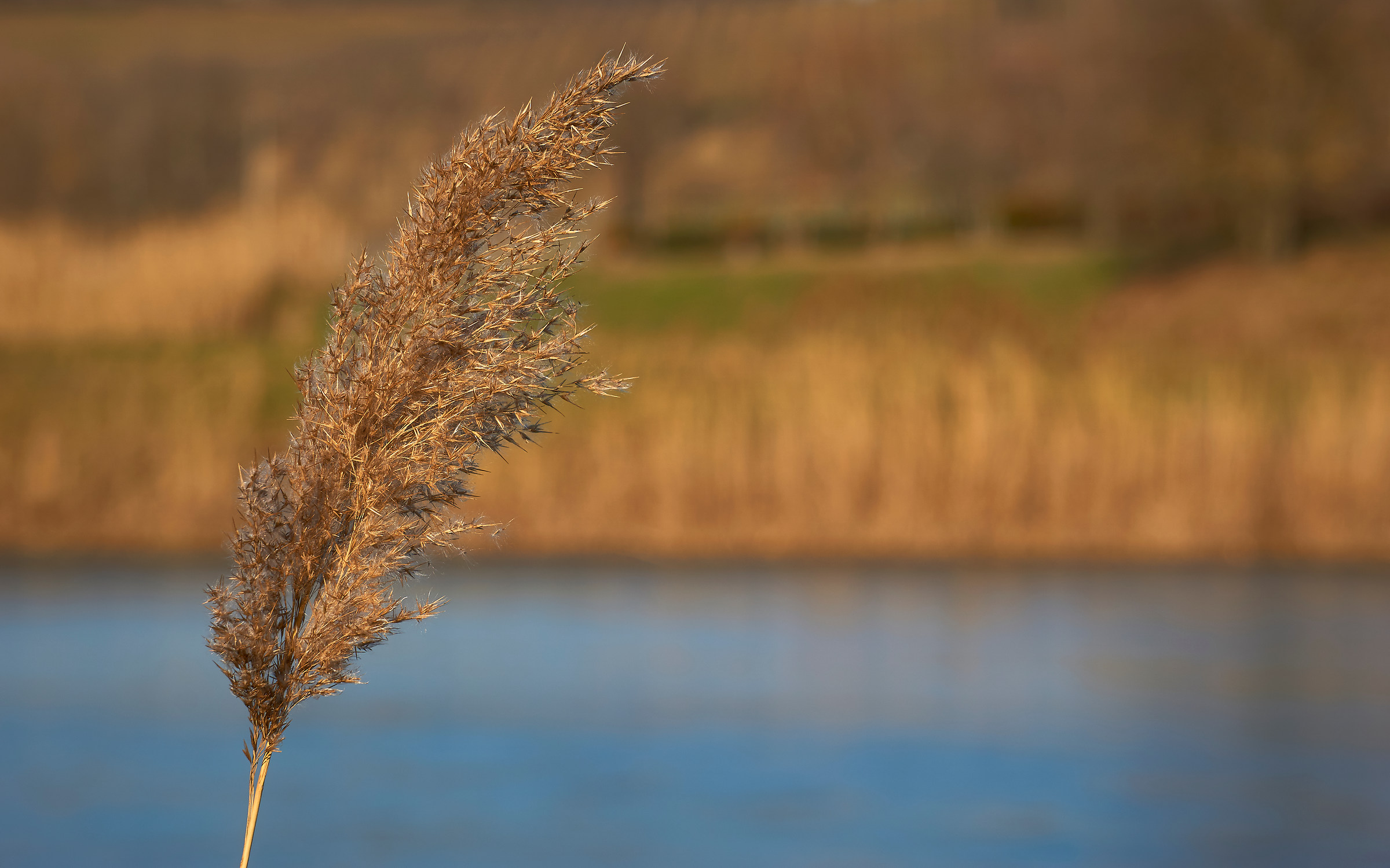 Walk to the pond 06-01-19