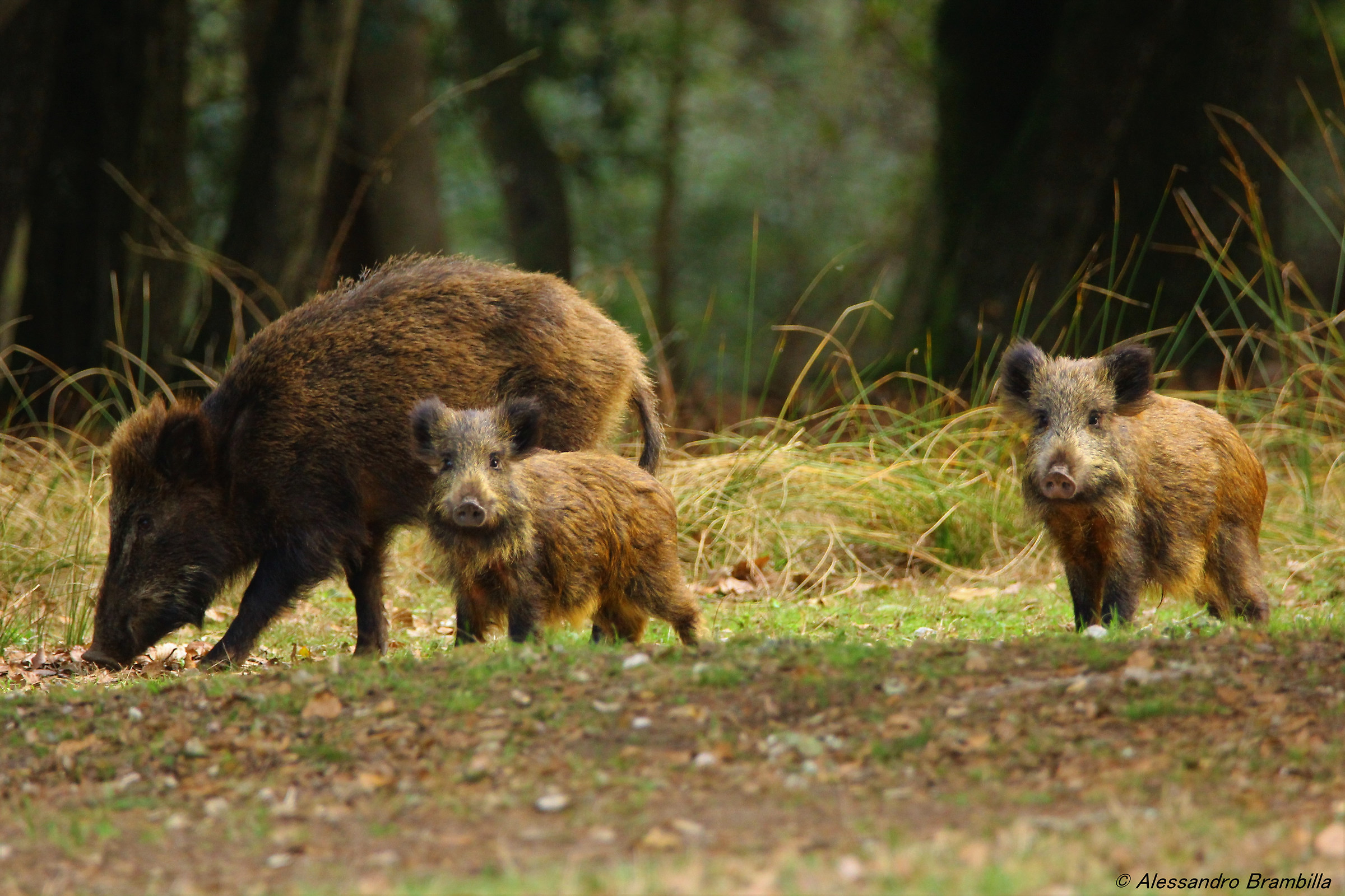 Cinghiale con piccoli
