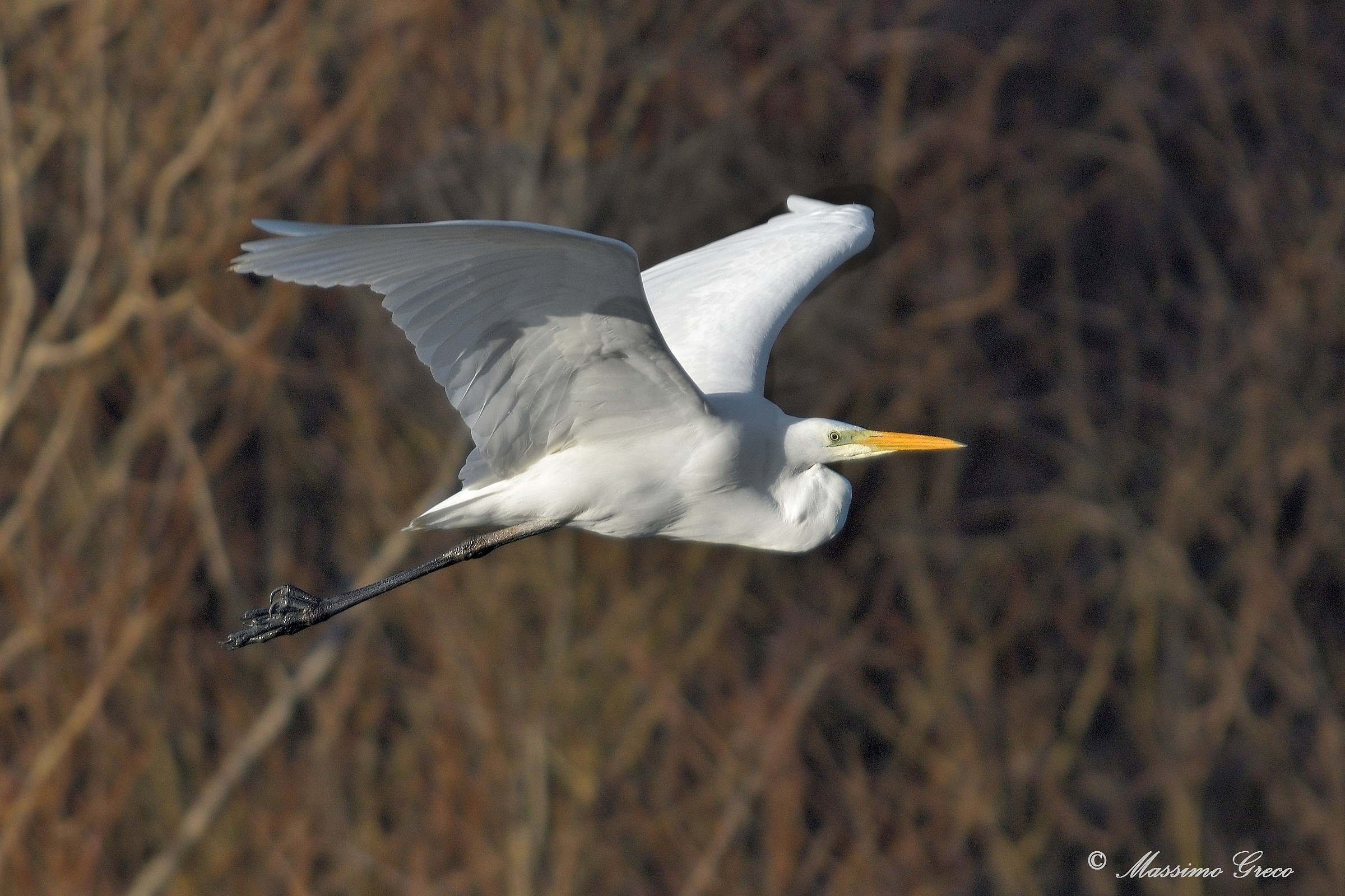 Greater White Heron