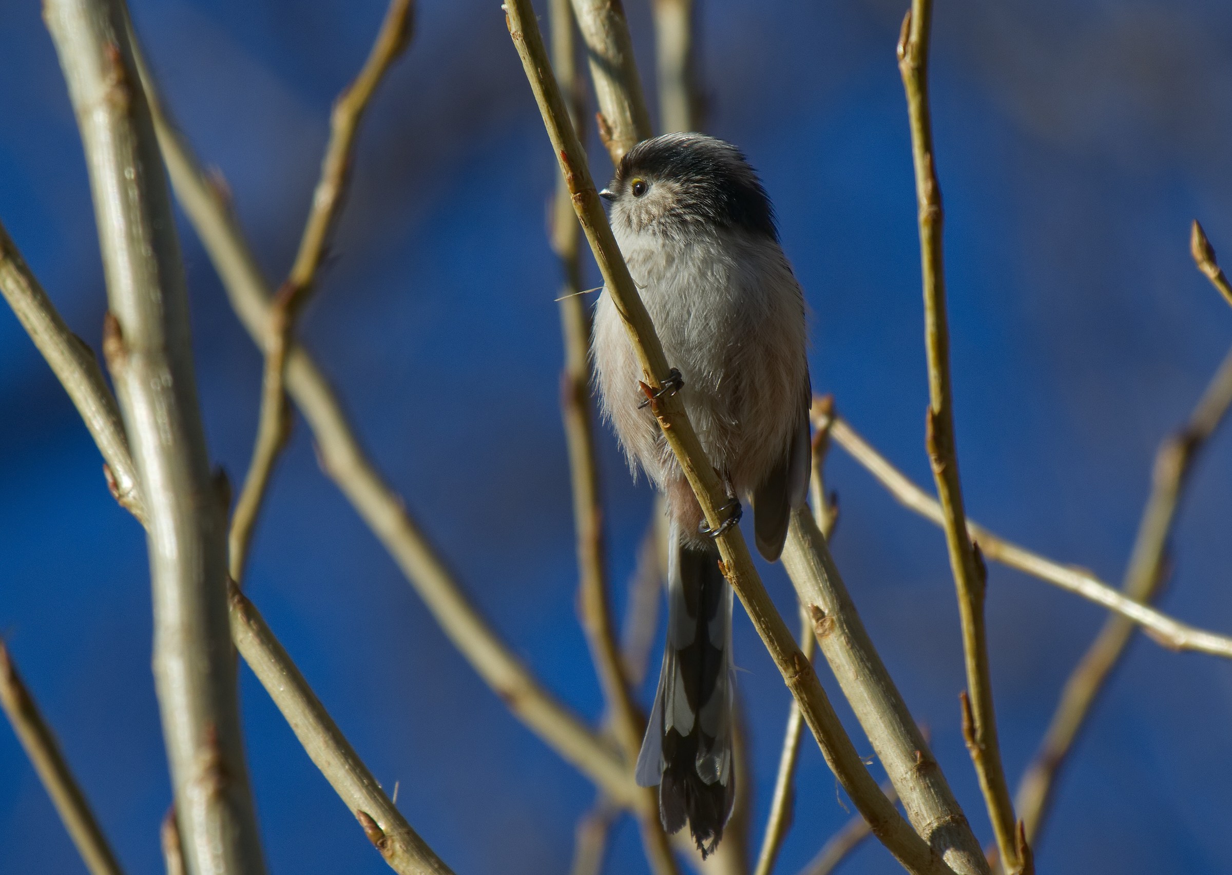 Codibugnolo tra i rami