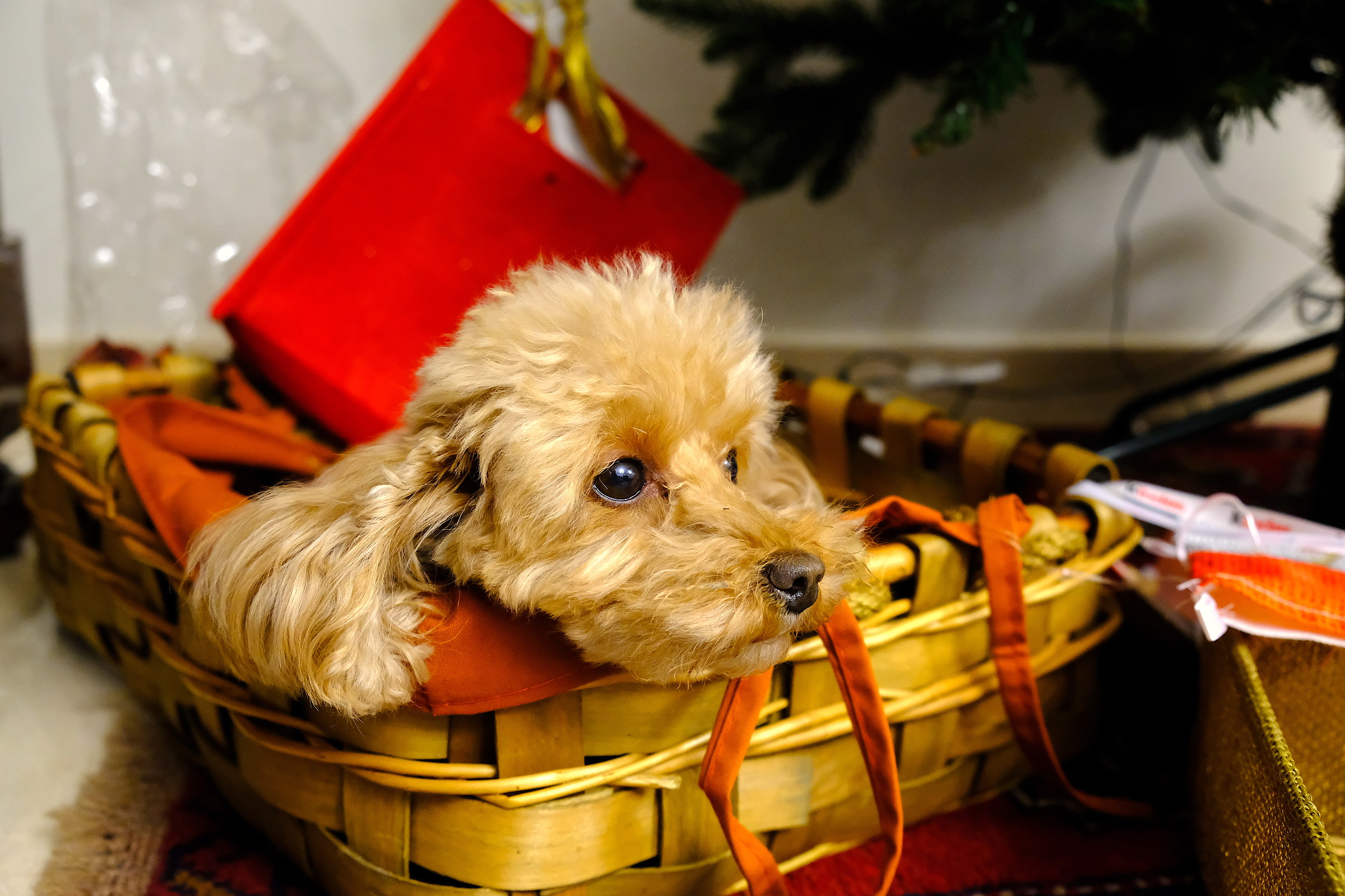 Feel like a Christmas gift....