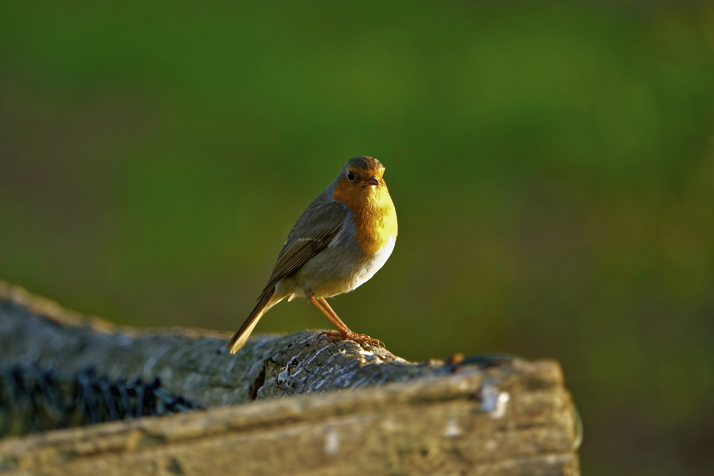 Un pettirosso a San Silvestro