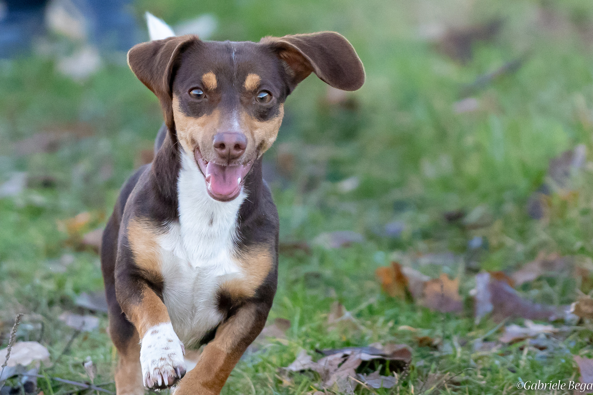 The Uncatchable Maya