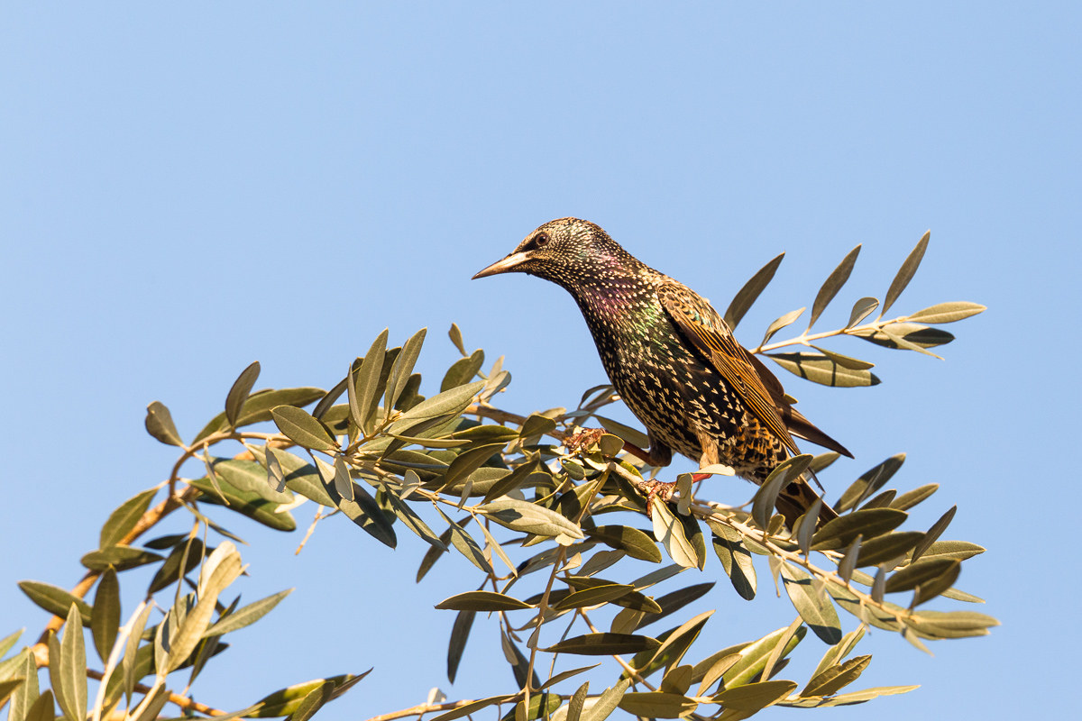Common Starling on the hunt for olives...