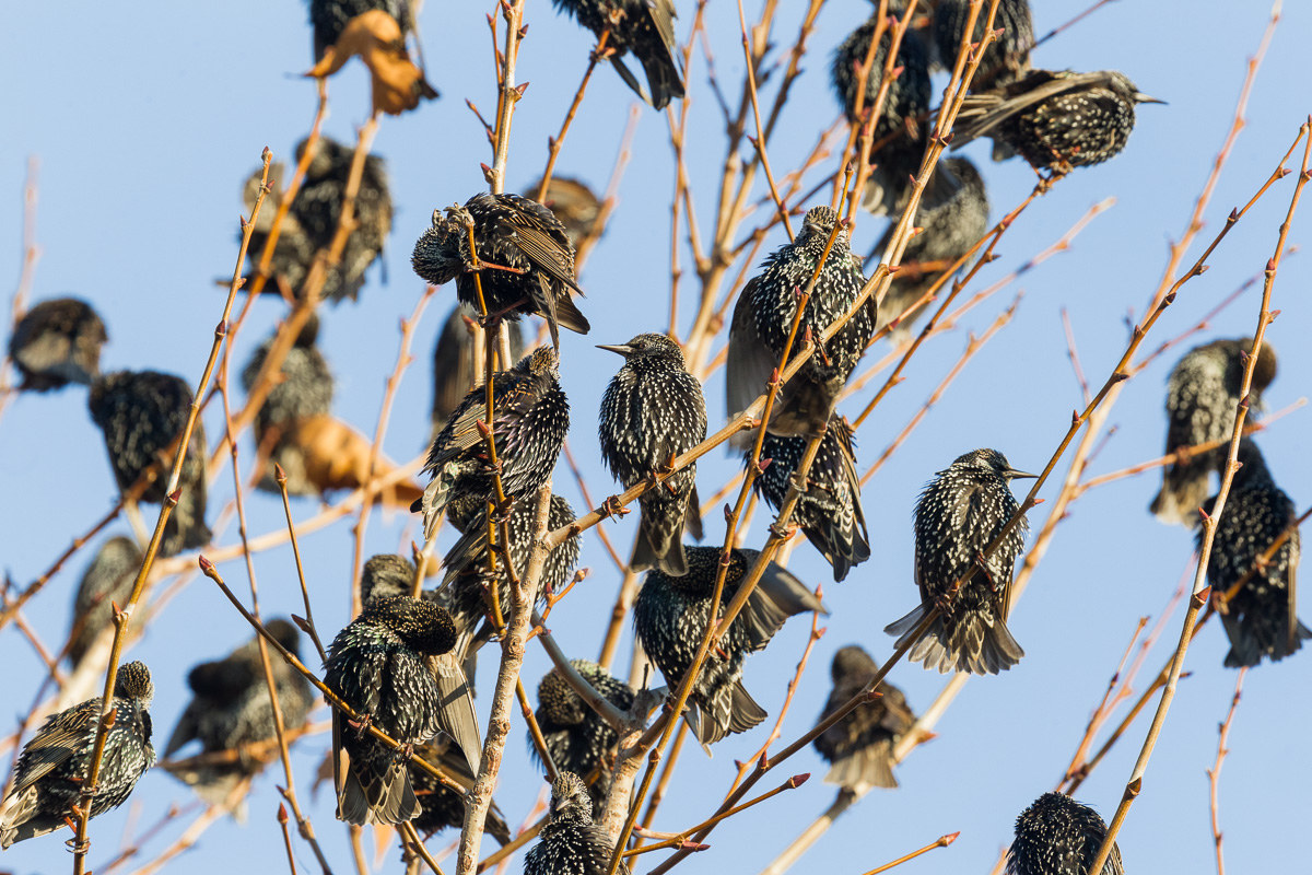 Common reversal, group cleaning...