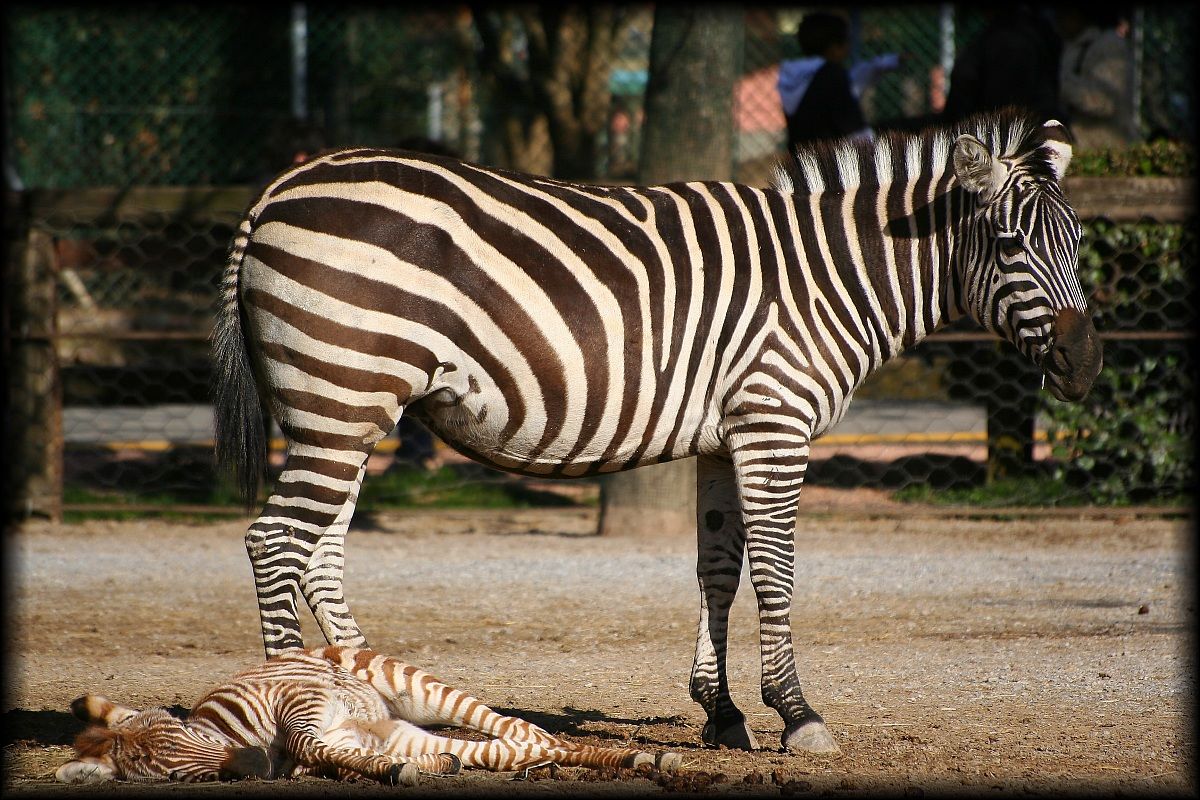 Zebre