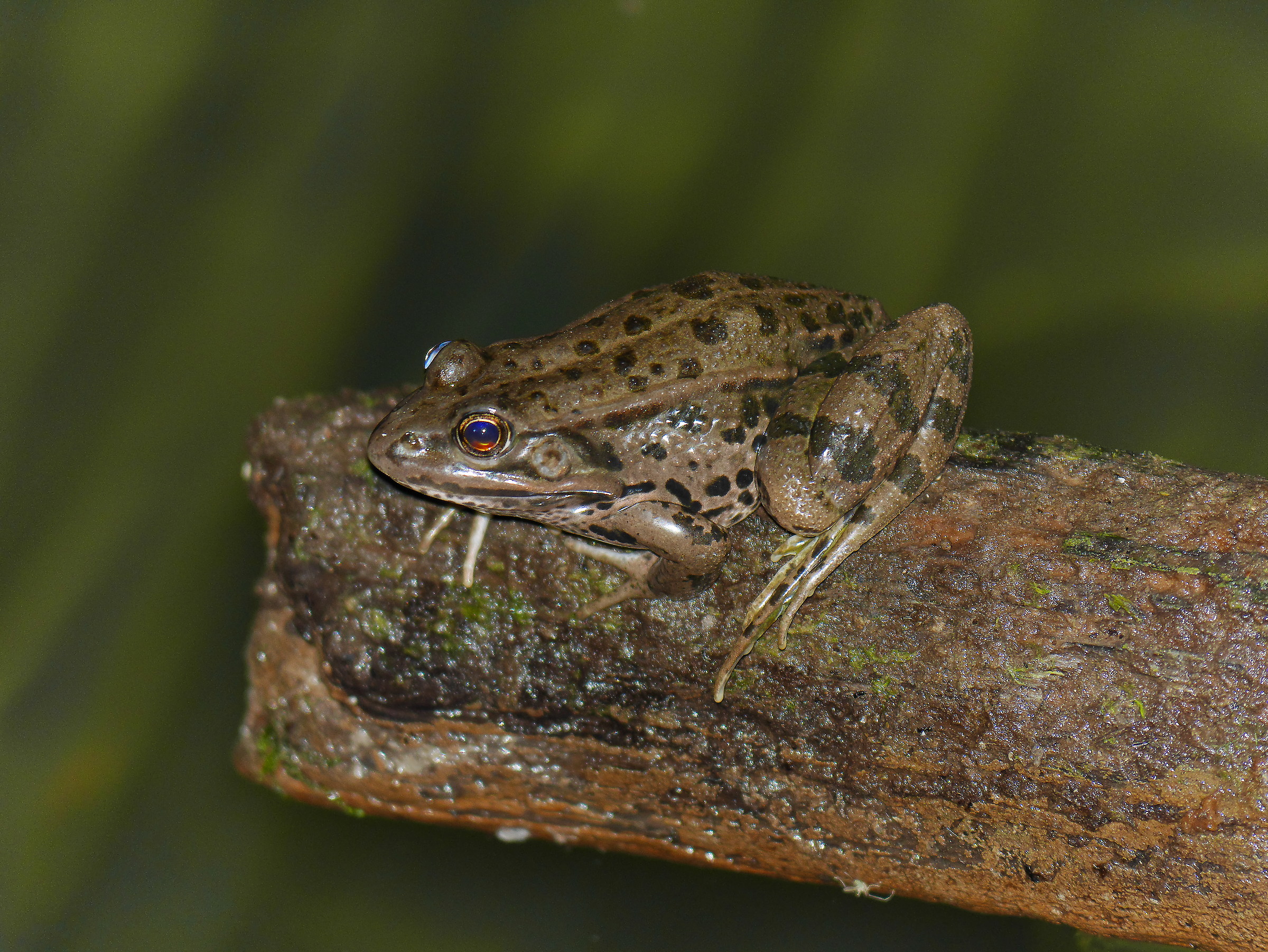 Pelophylax sp.