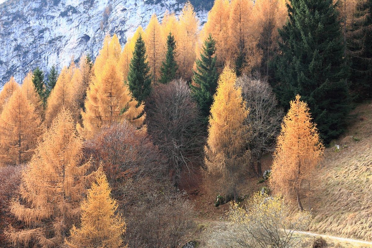 Larici e abeti