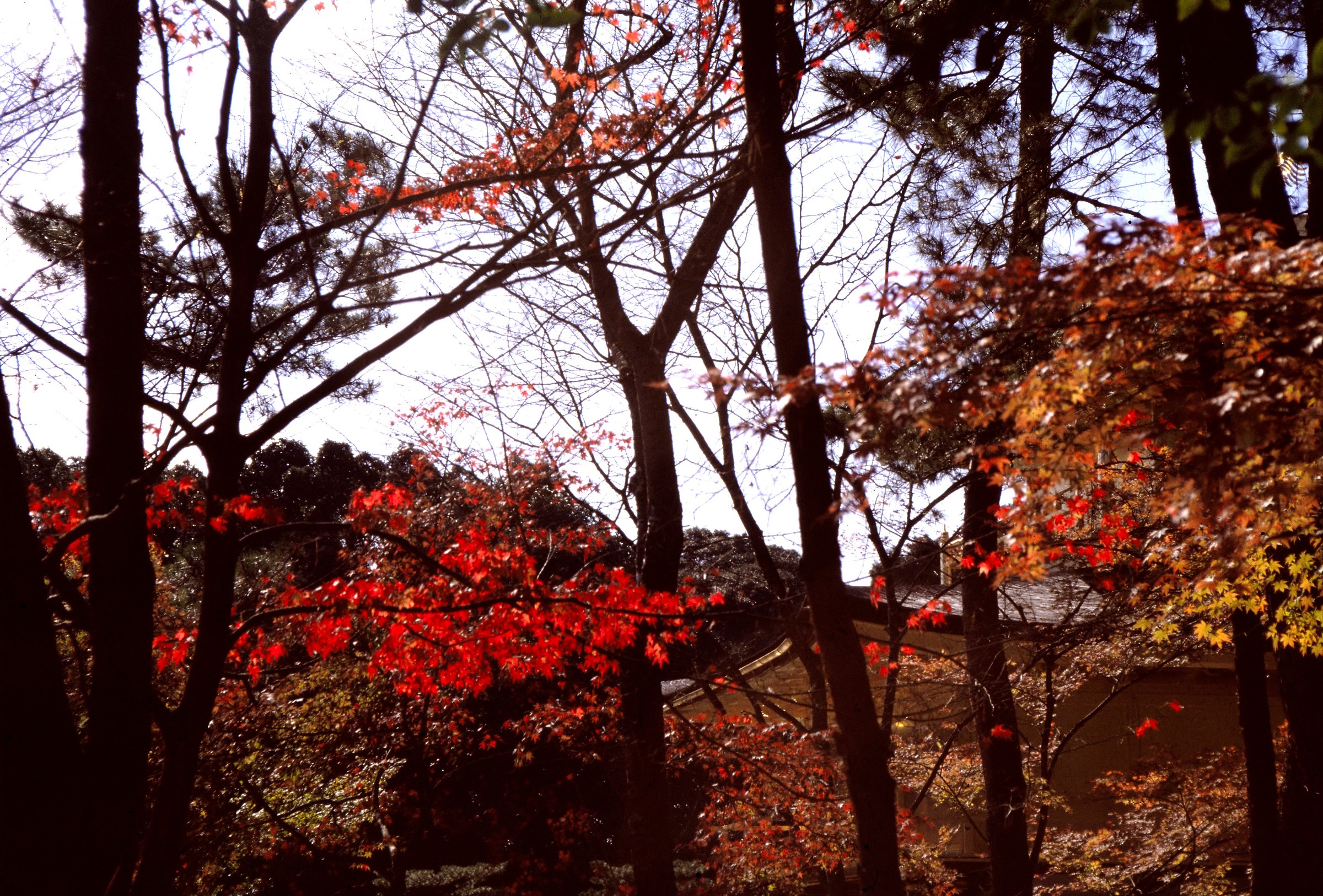 Japanese Garden No. 2