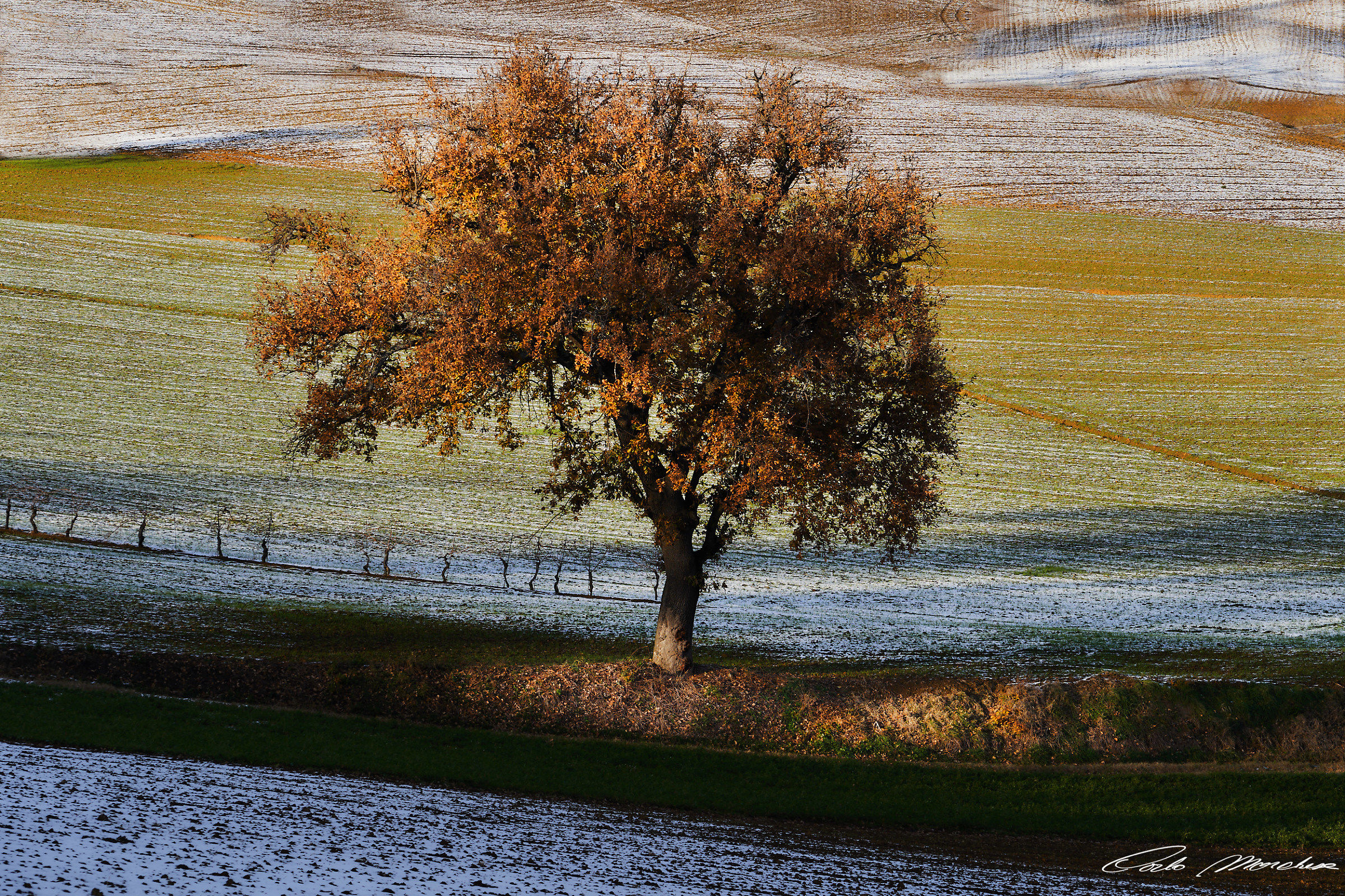 La luce dorata del tiglio