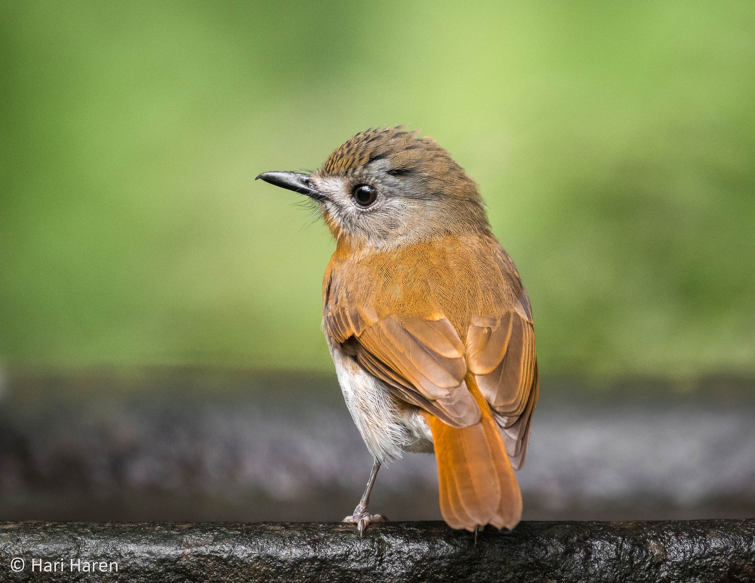Blue-bellied blue flycatcher female