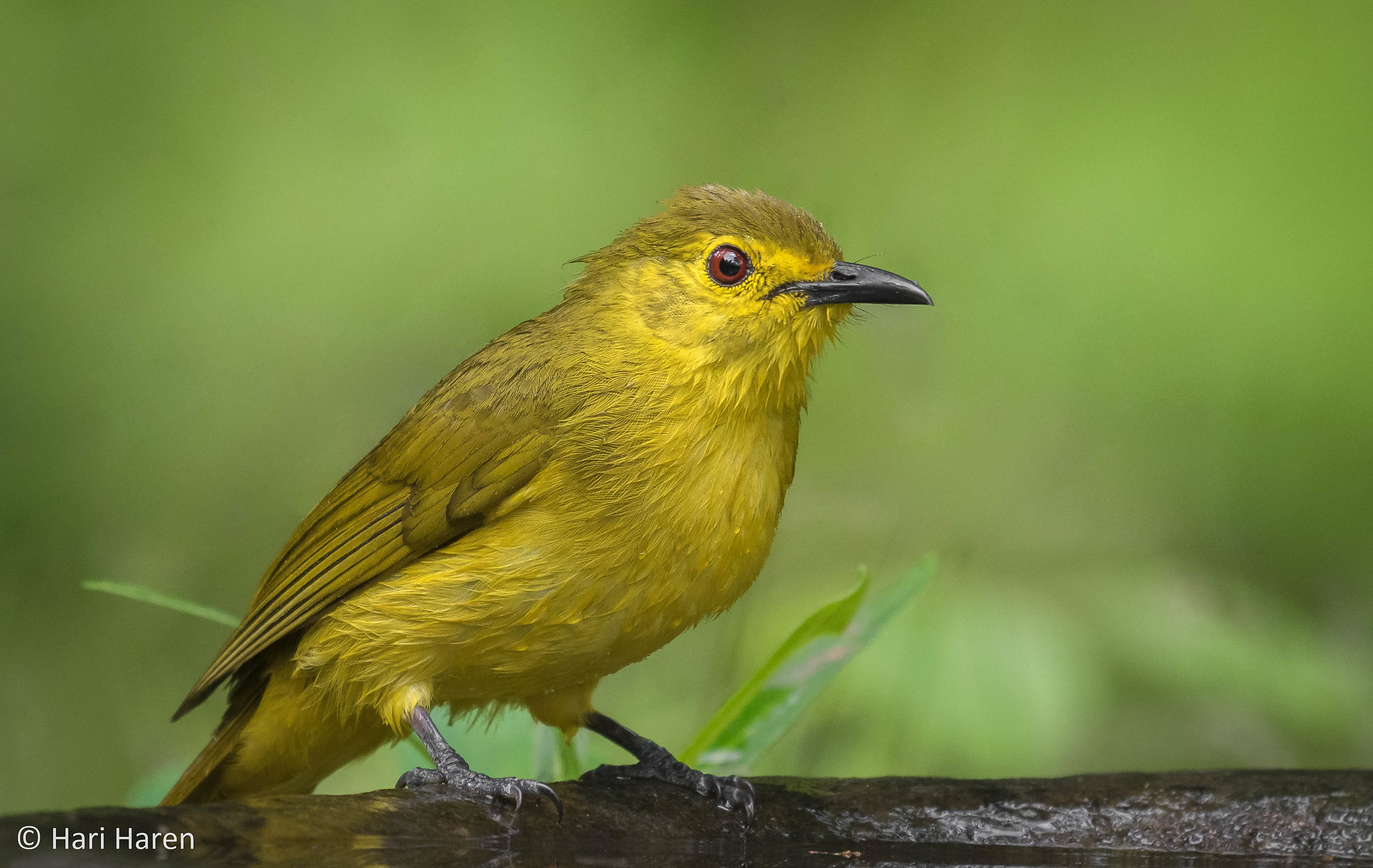 Yellow browed bulbul