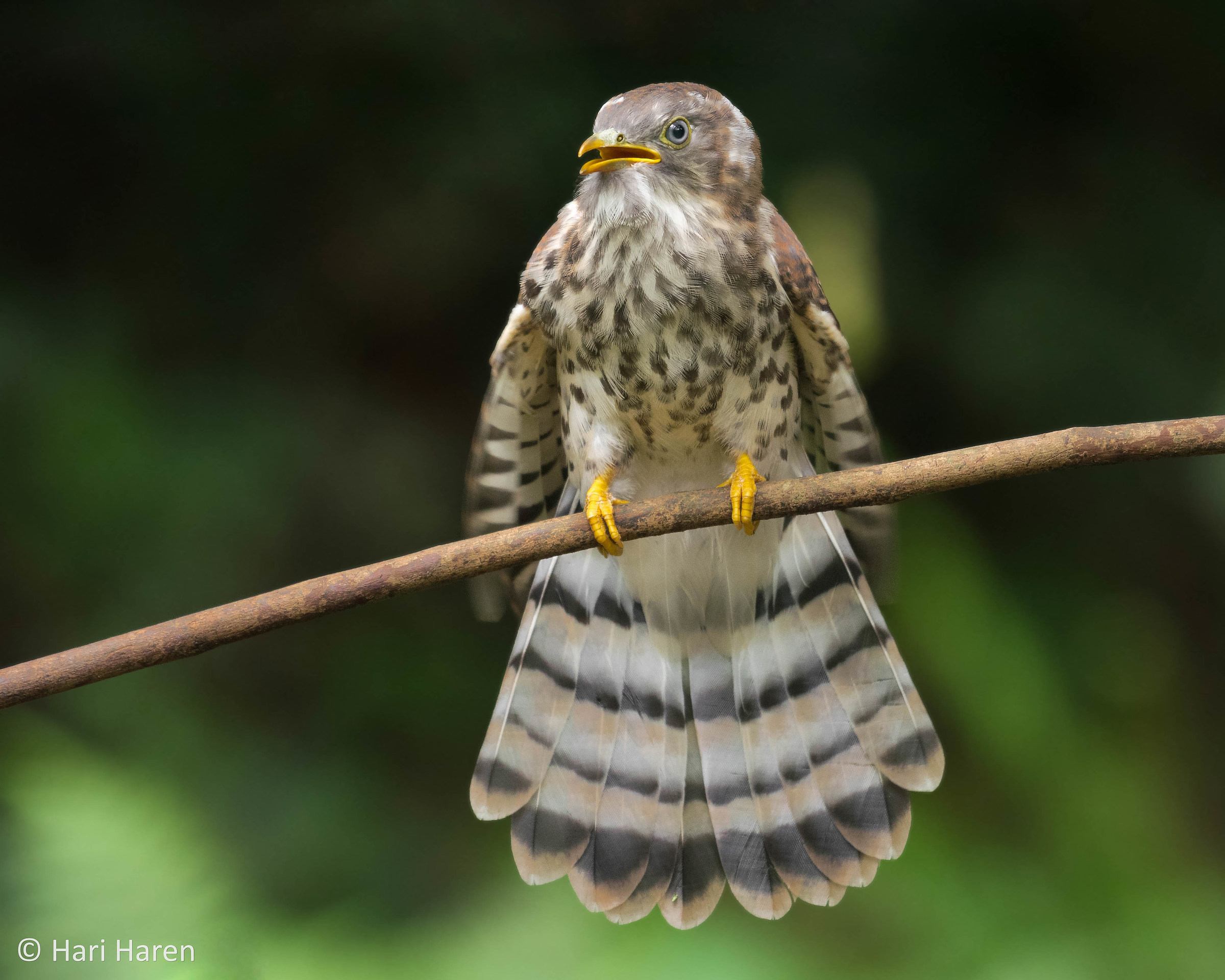 Common hawk cuckoo