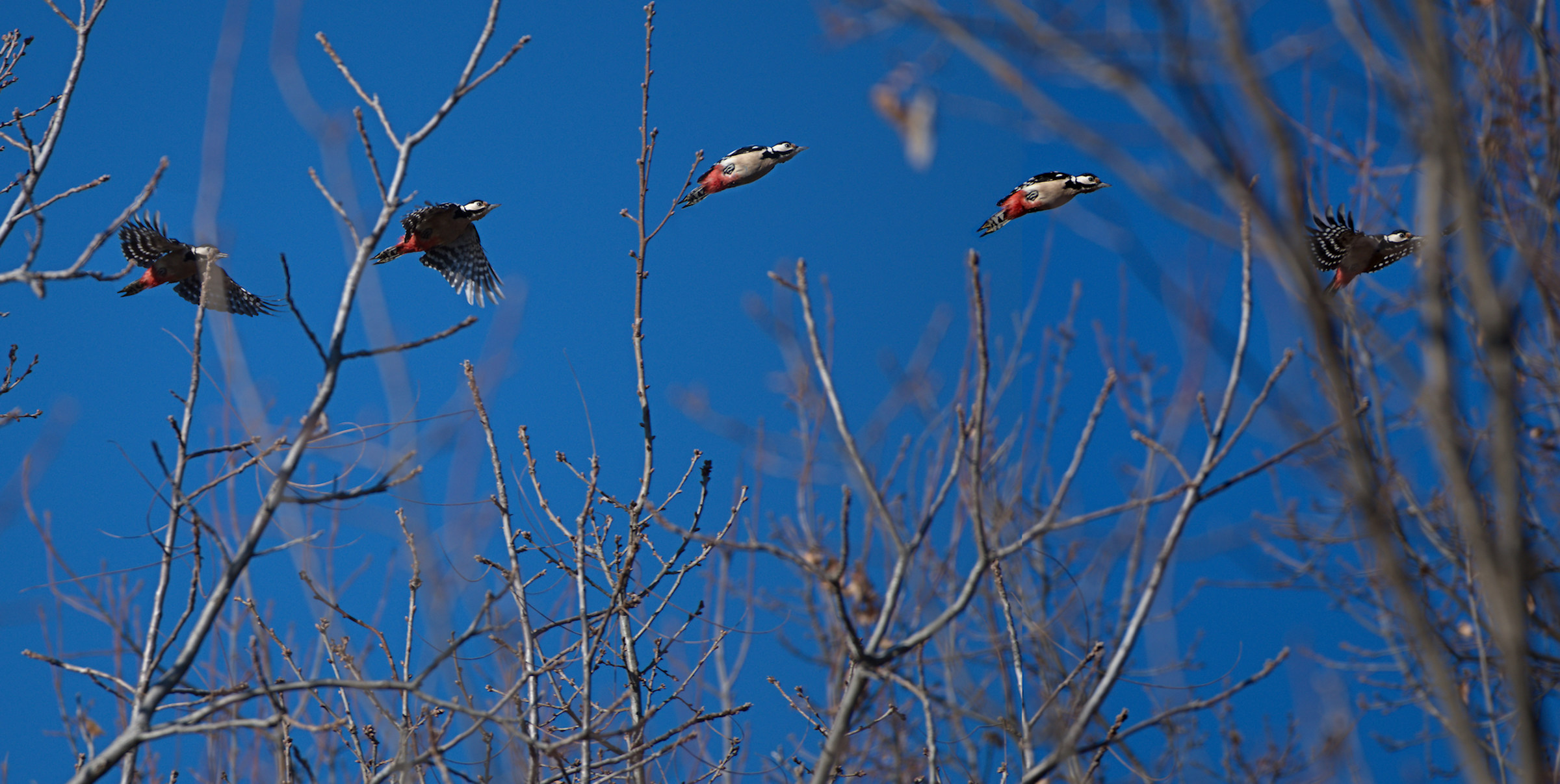 The flight of the senior Red Woodpeckers