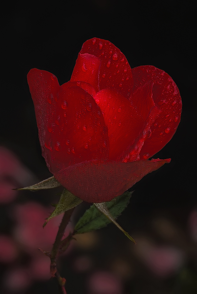 Beginning of year with a red rose