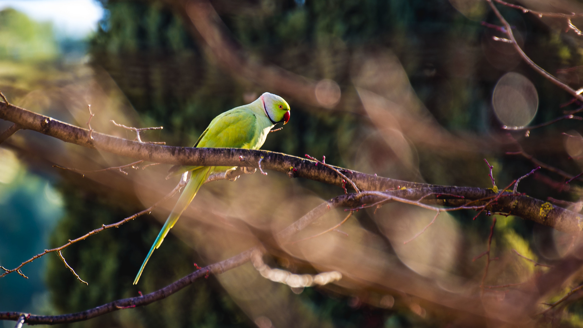Pappagallo romano attraverso i rami