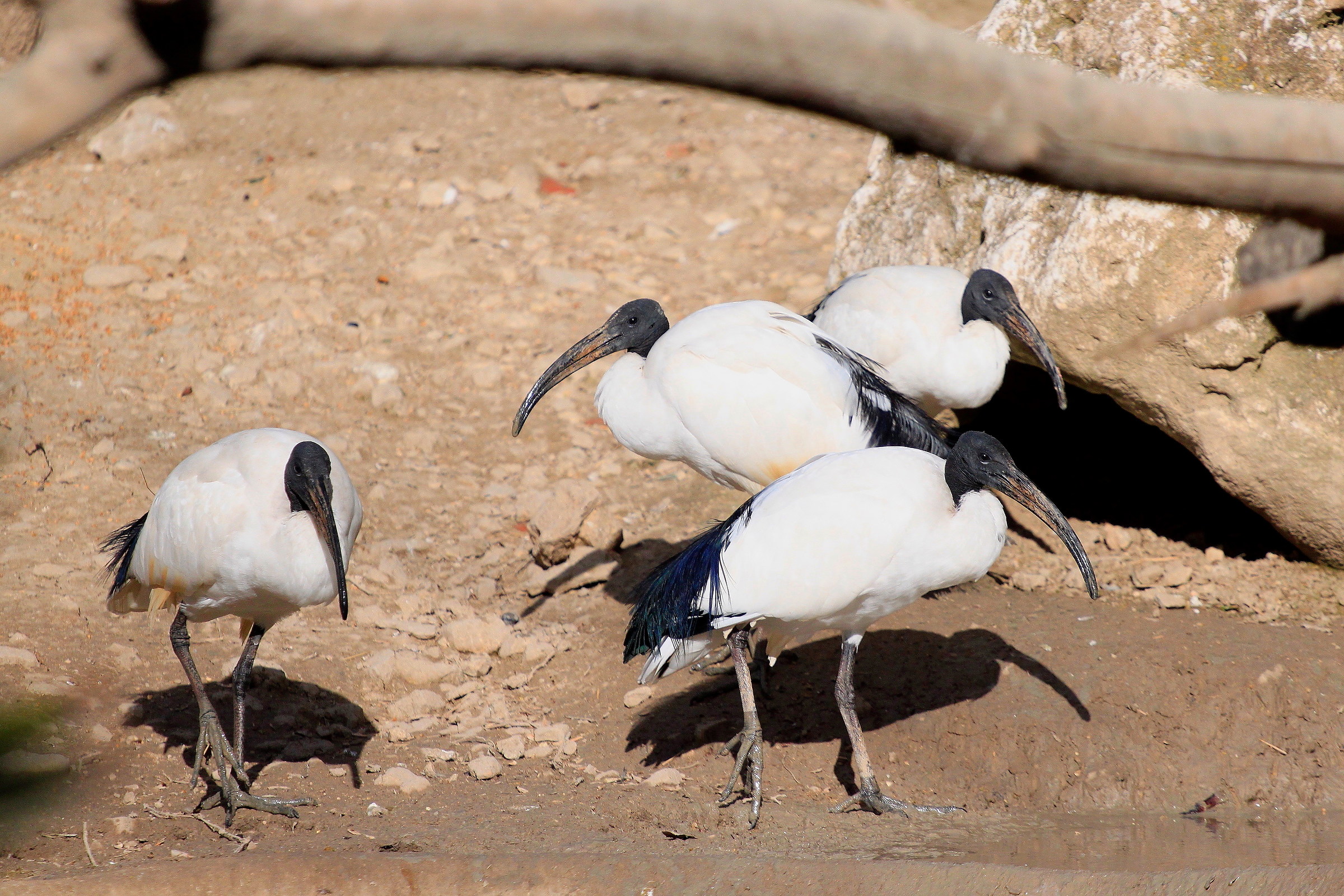 ibis sacri