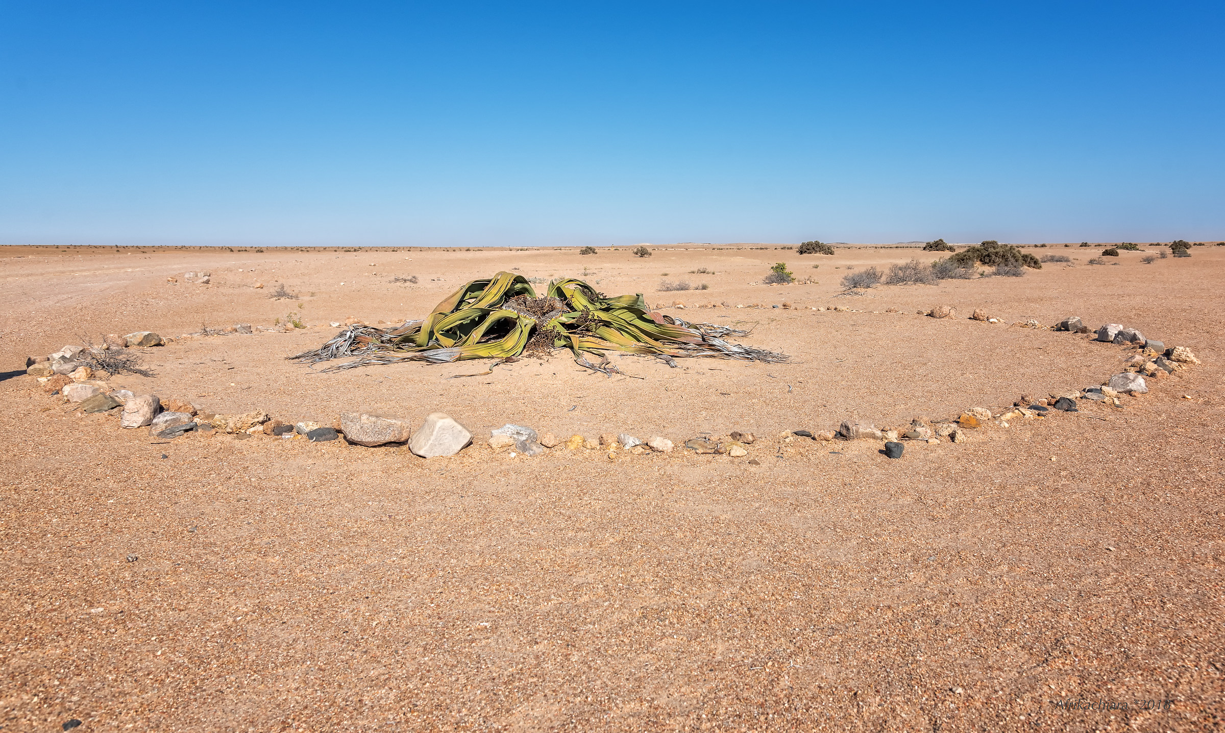 "La due foglie non può morire"