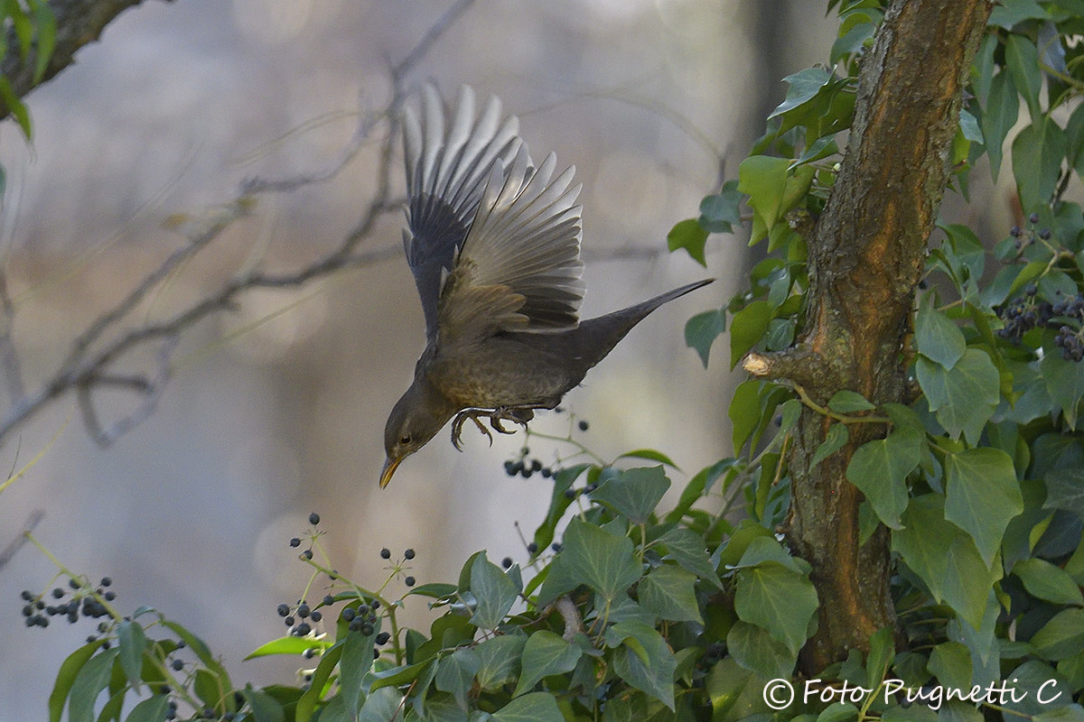 Blackbird in flight