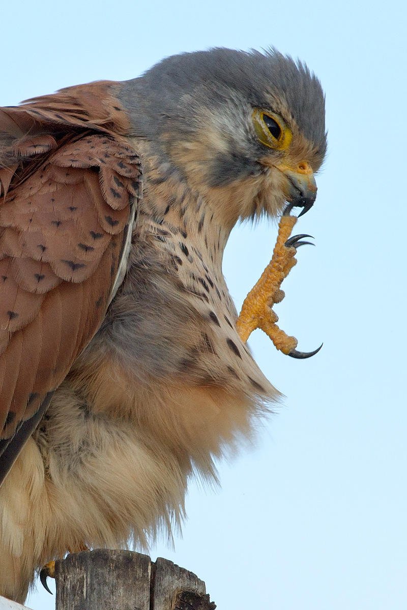 Scaccolamento del Gheppio !