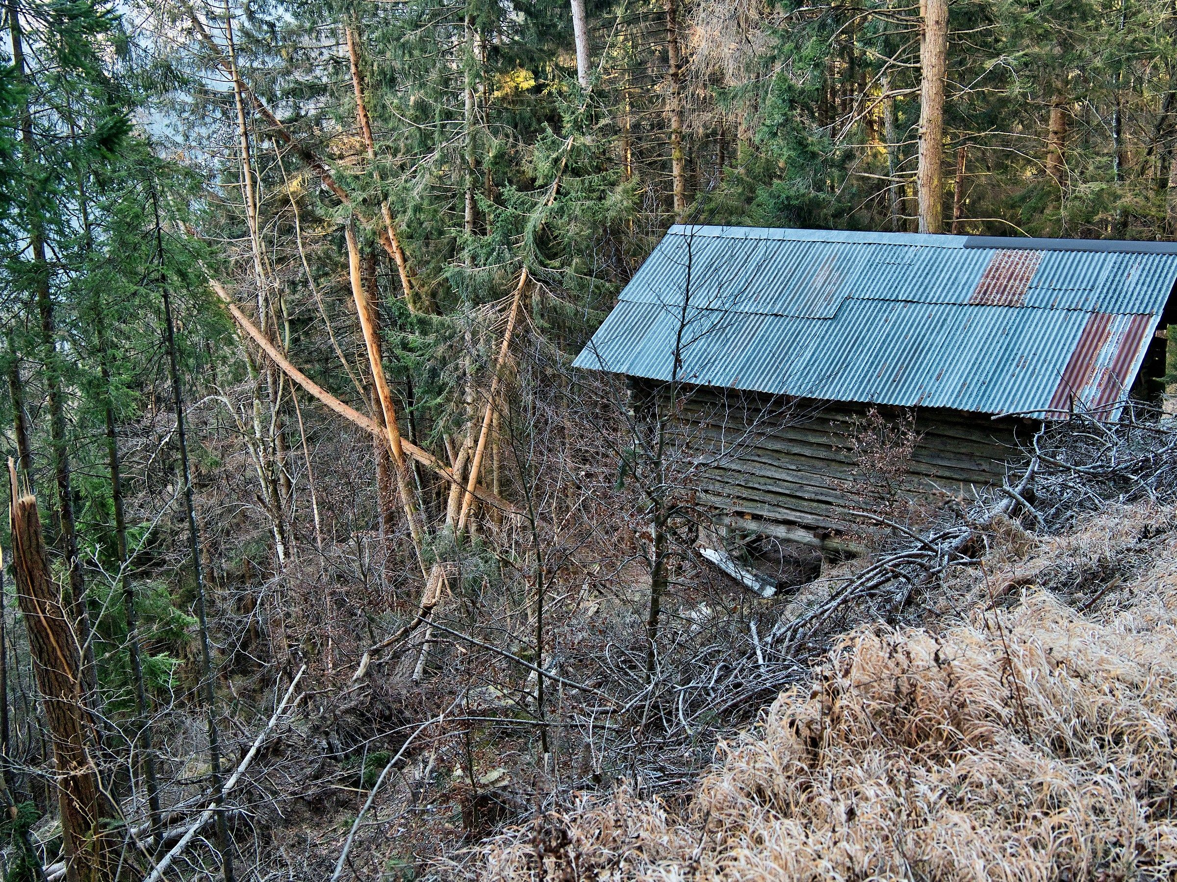 Disaster in the woods