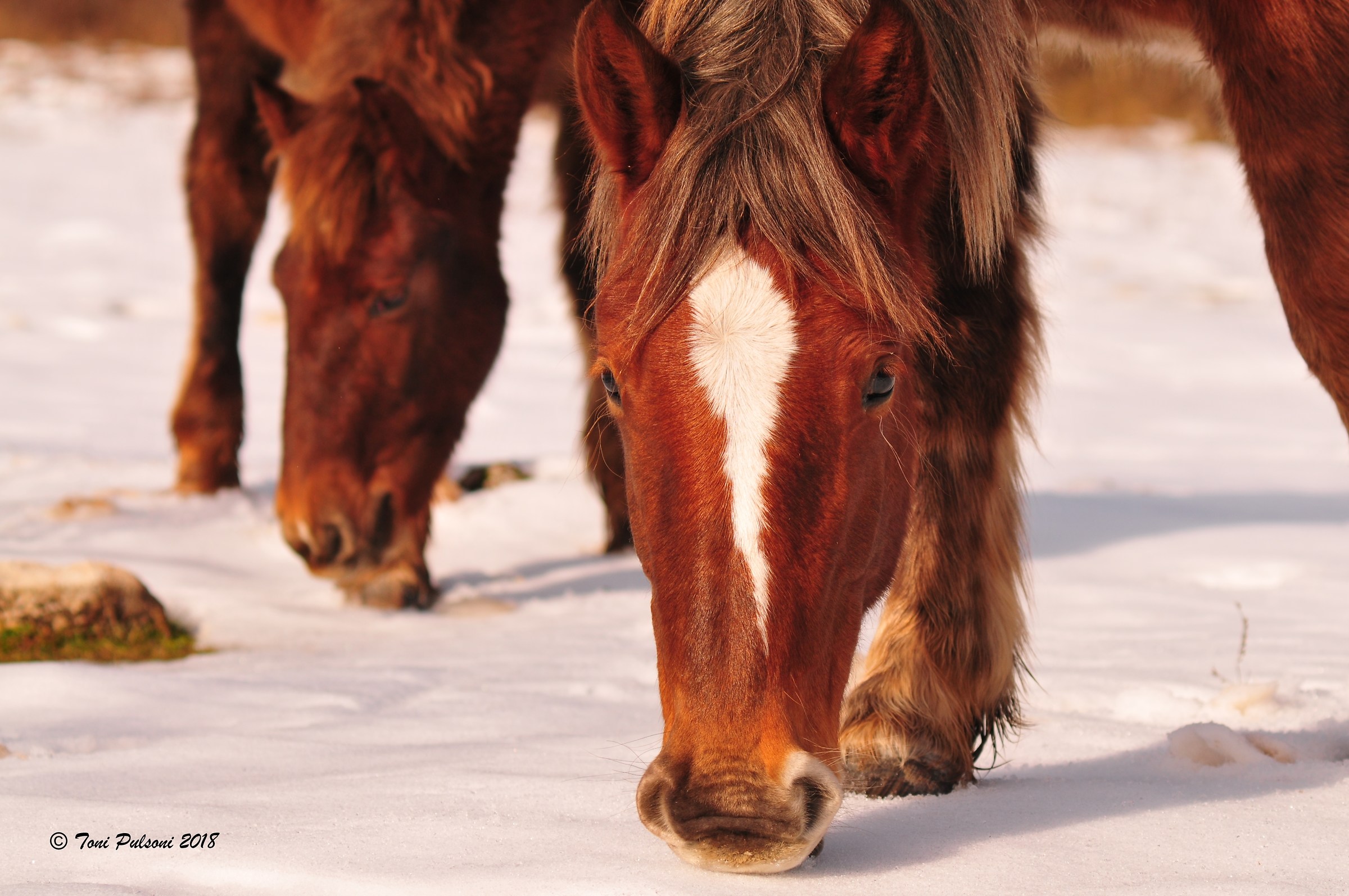 High altitude pastures