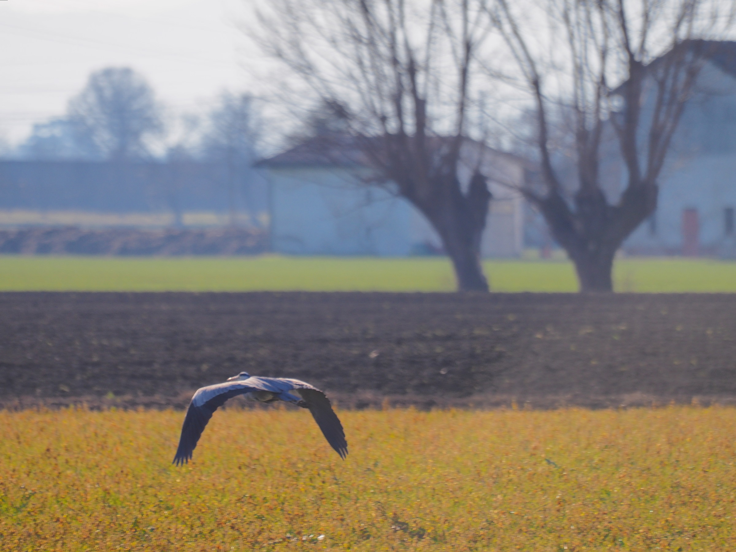 airone cinerino in fuga.