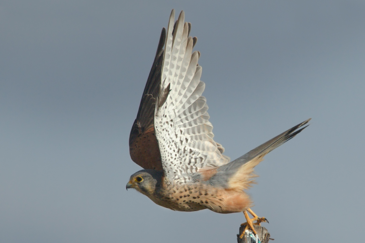 Gheppio spicca il volo !