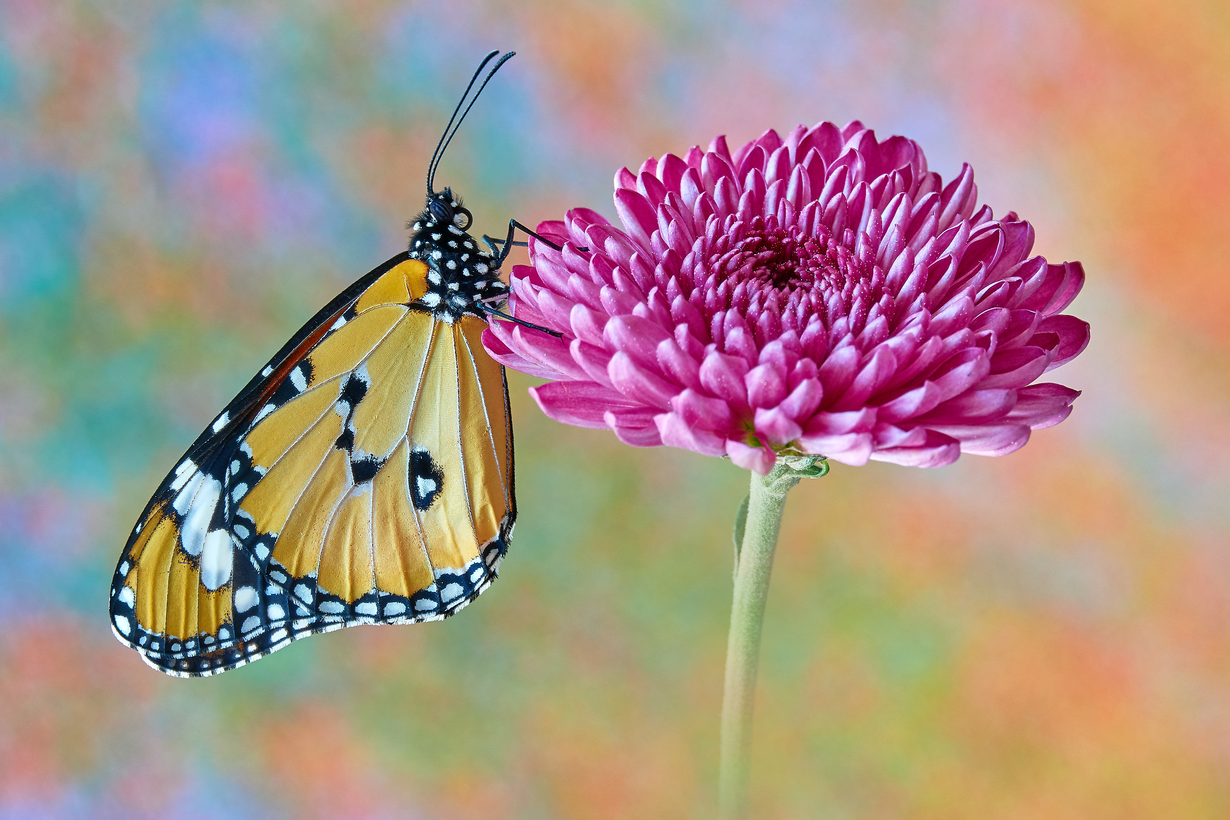 Danaus chrysippus (Linnaeus, 1758)