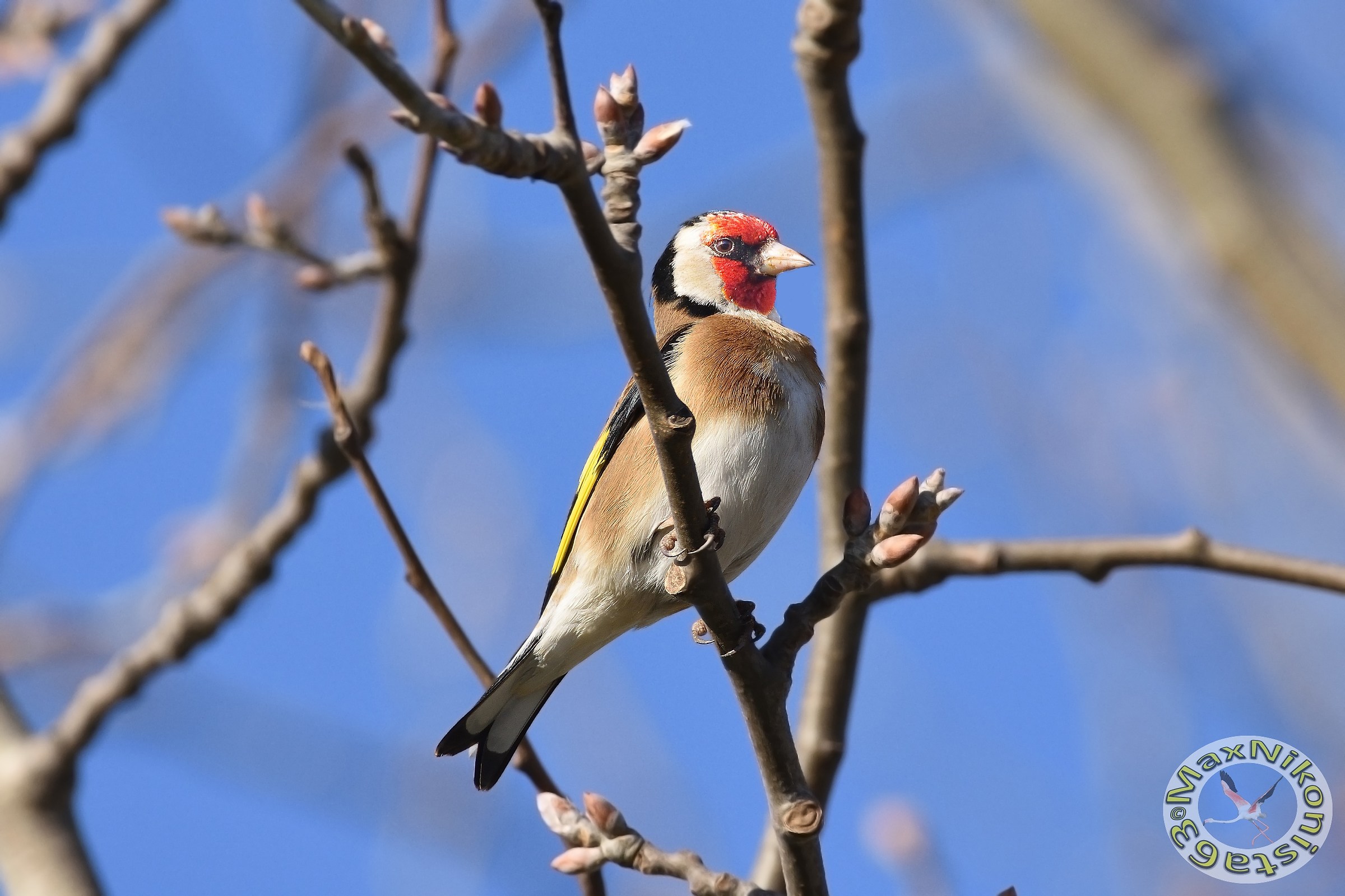 Goldfinch