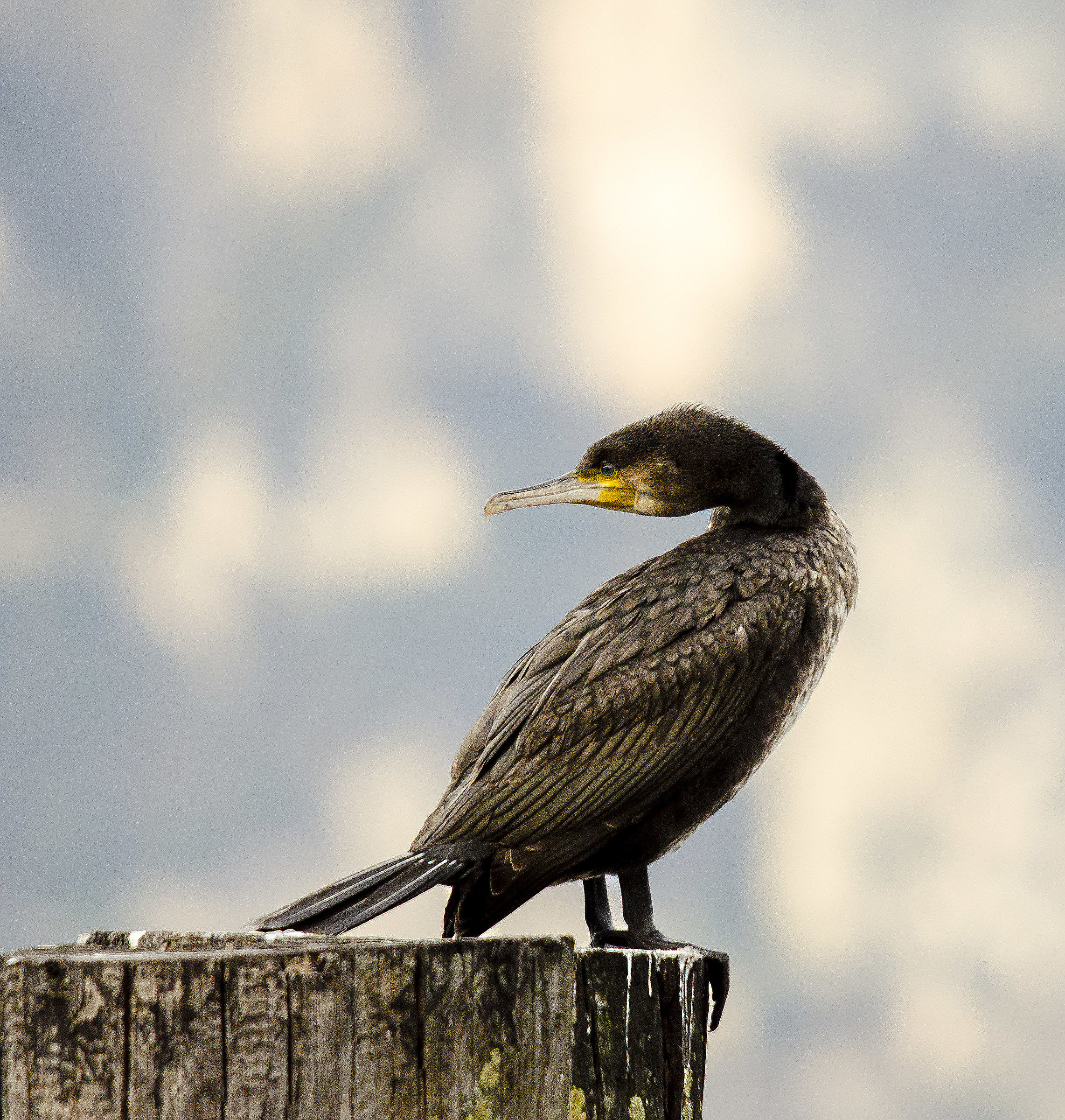 Cormorano....di lago