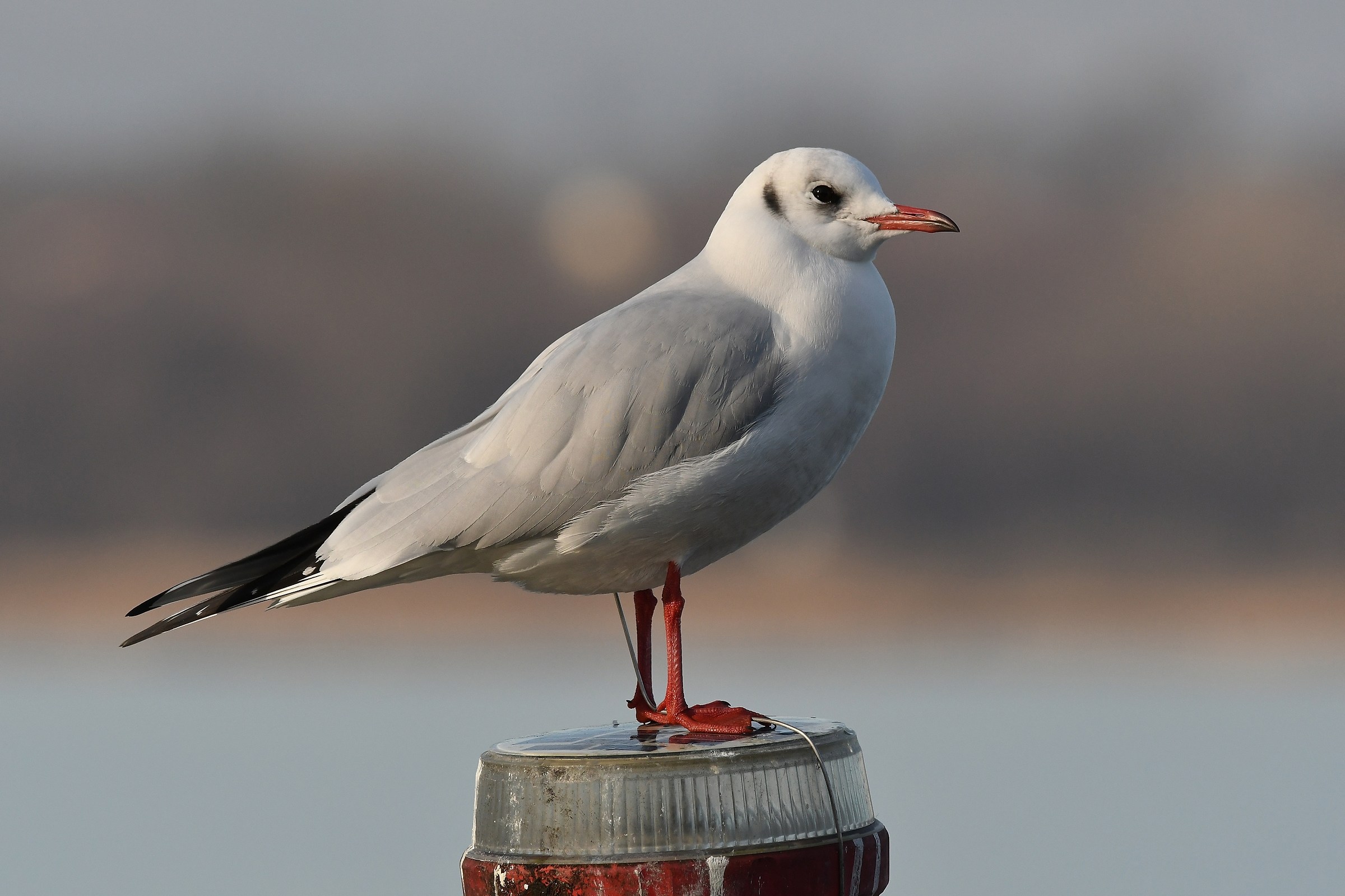 Chroicocephalus Ridibundus