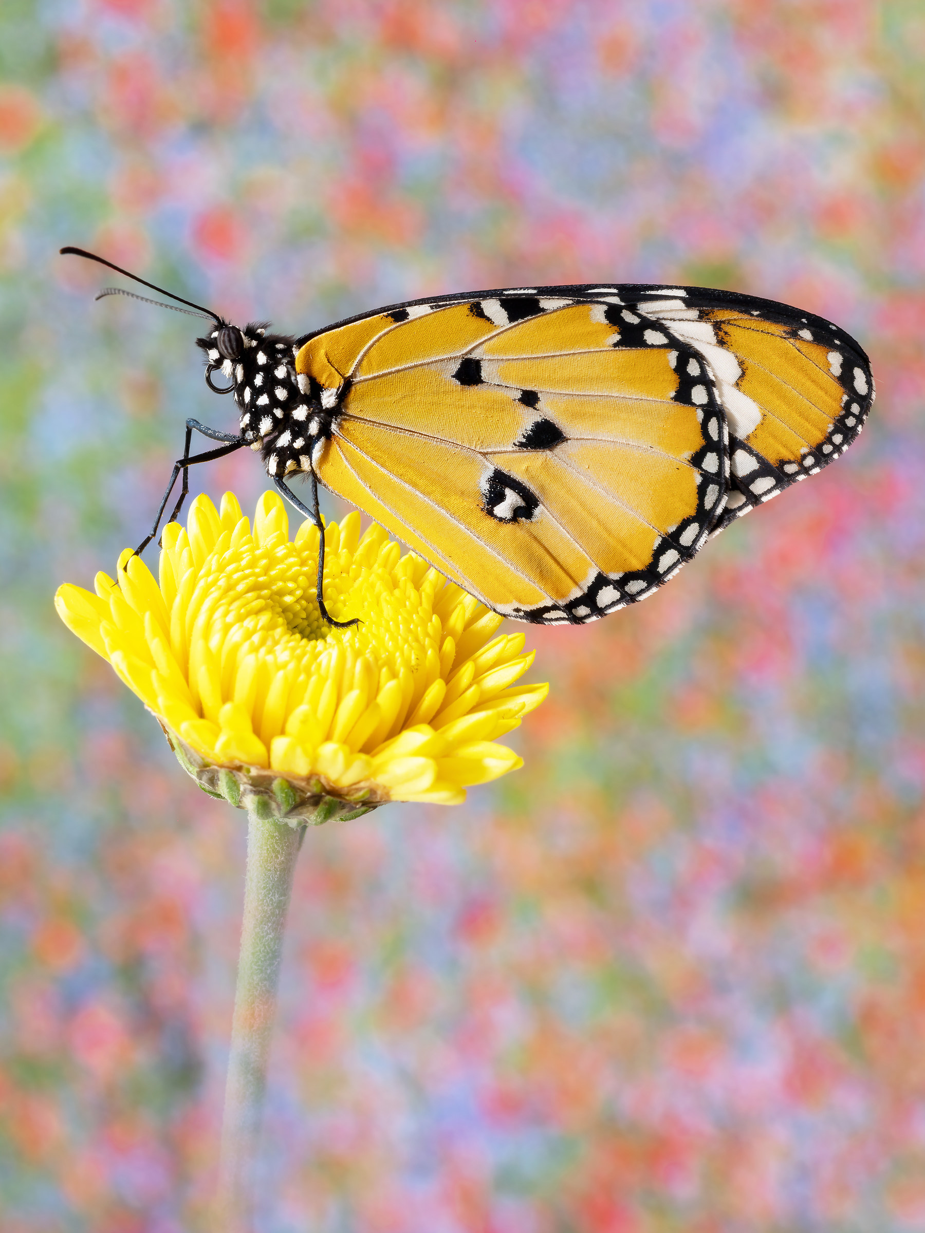 Danaus chrysippus (Linnaeus, 1758)