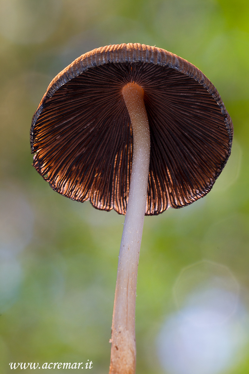 Coprinus sp.