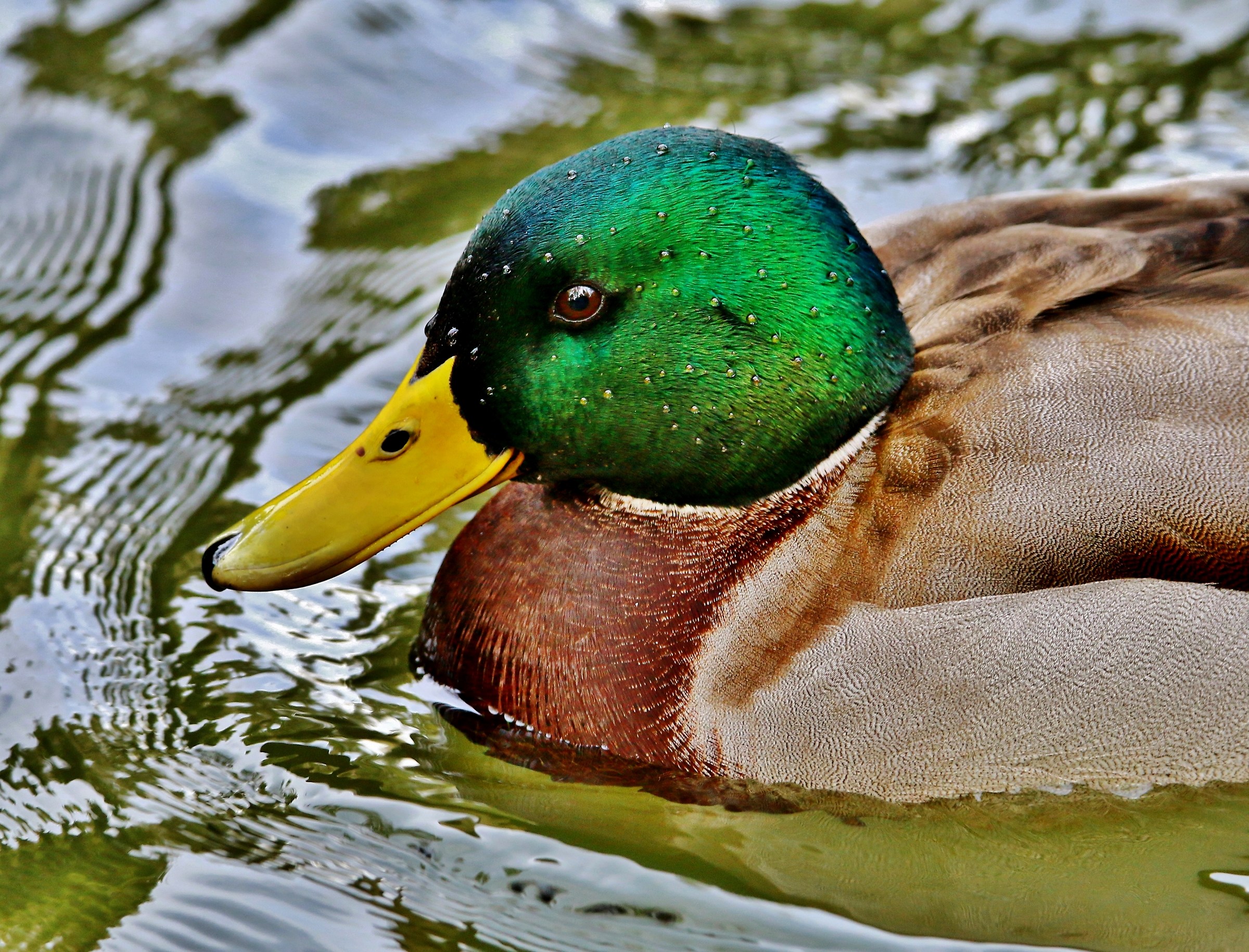 First floor of Germano