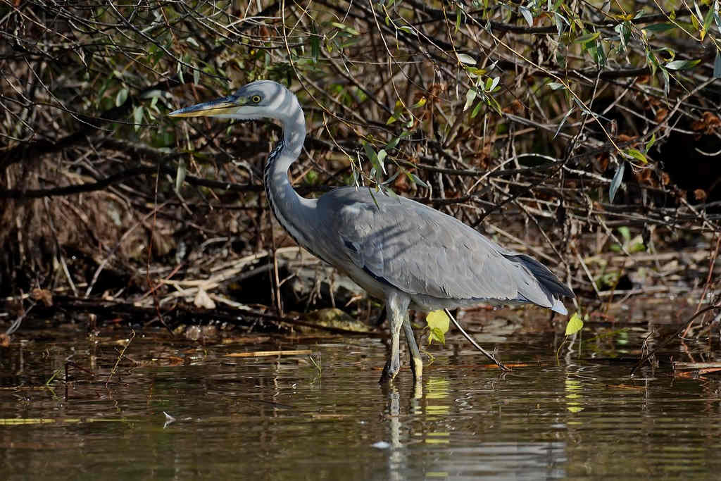 Airone cenerino giovane