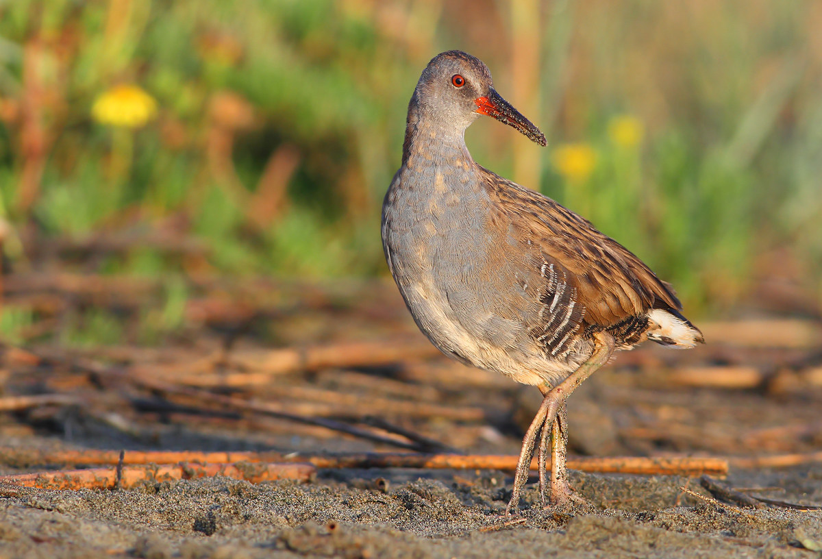 Water Rail
