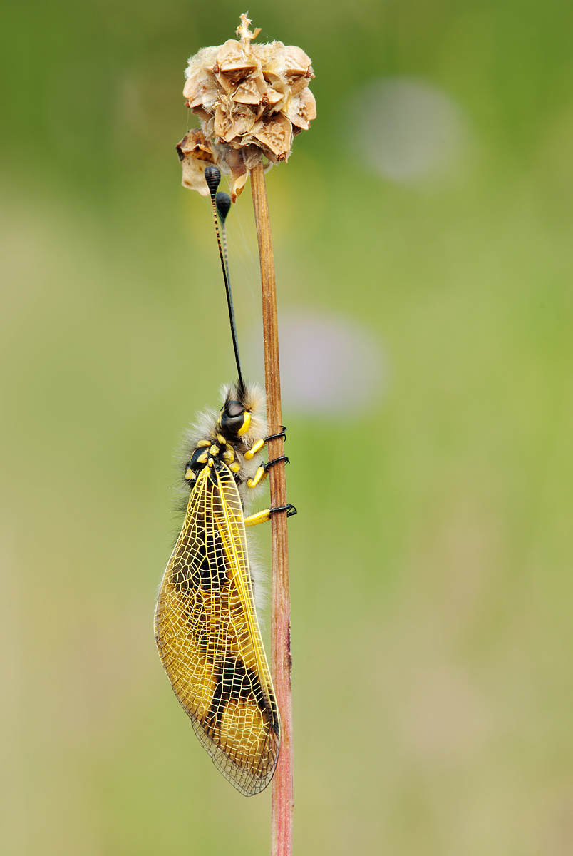 libelloides longicornis