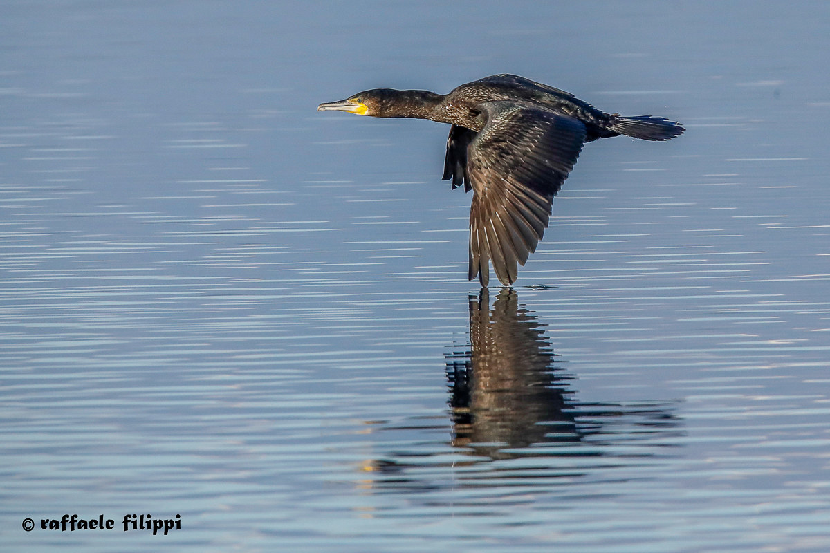 Cormorano a volo radente - Lago di Viverone