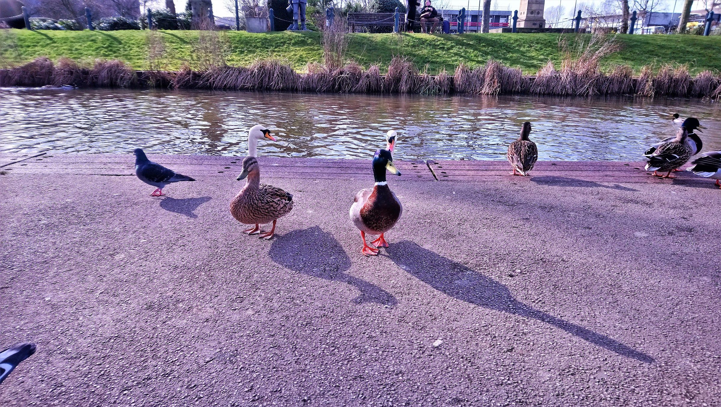 Stafford Victoria Park